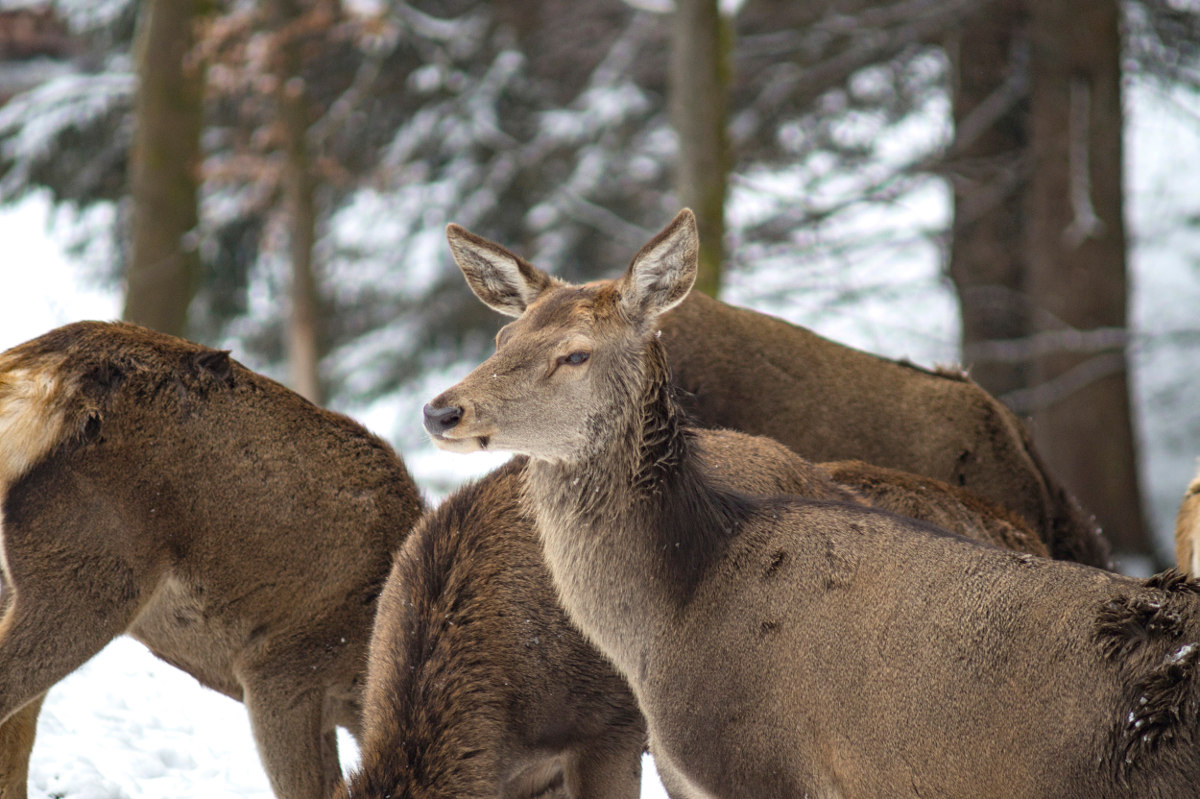 Nahaufnahme von drei Rothirschen (ohne Geweih) im schneebedeckten Nadelwald. Eines der Tiere schaut auf und in die Kamera, die anderen beiden Tiere haben die Hälse zu Boden geneigt, die Köpfe sind aber im Bildausschnitt nicht zu sehen.