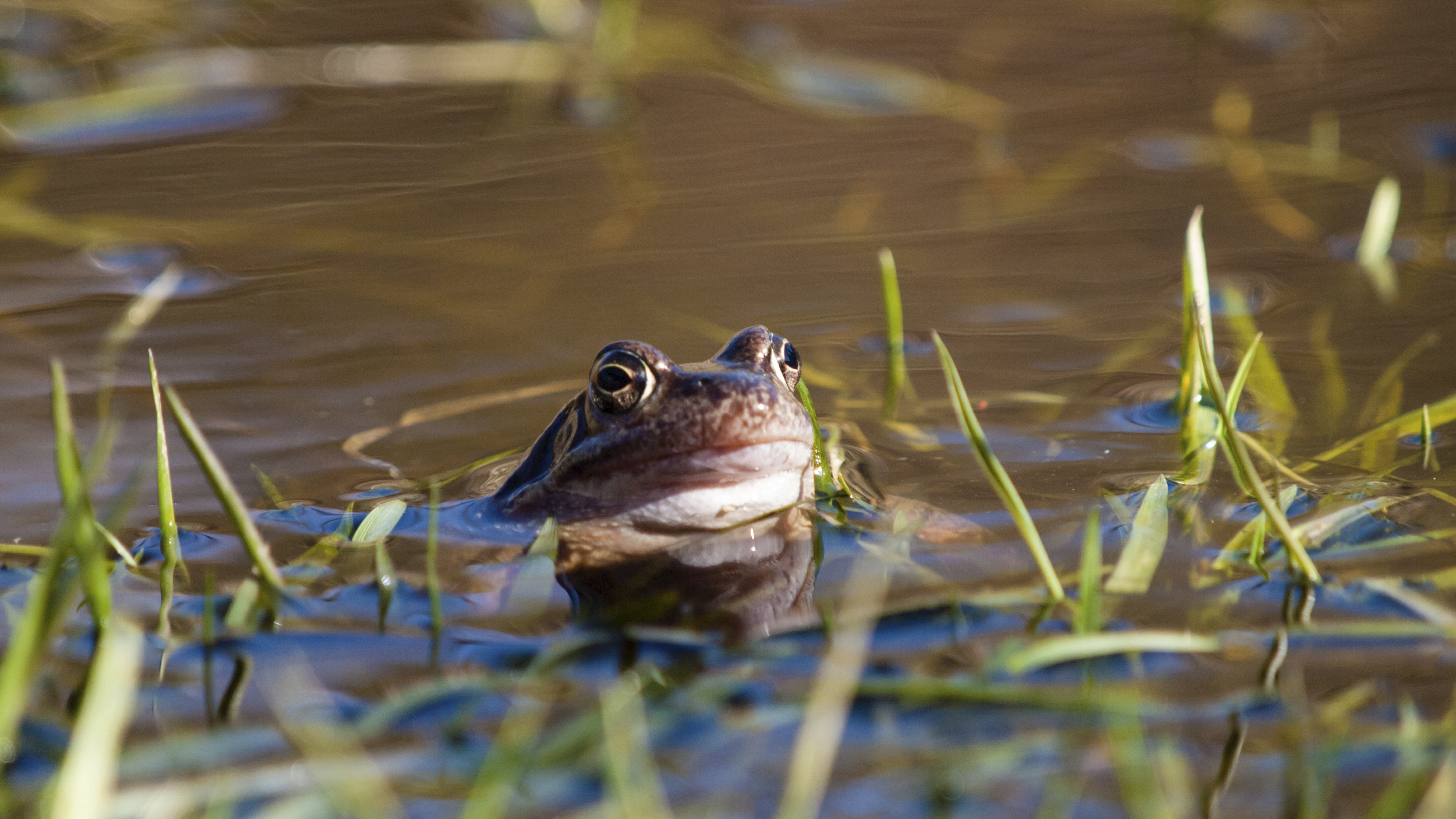Ein bräunlicher Frosch sitzt im Uferbereich eines Teiches, nur der Kopf schaut aus dem Wasser, er schaut in Richtung des Fotografen. 