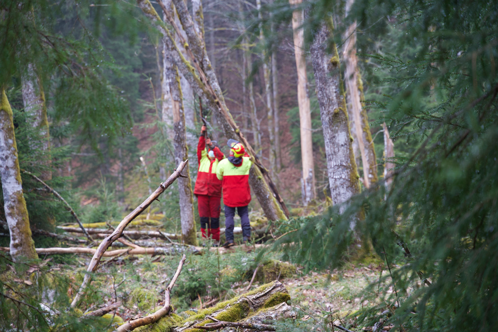 Zwei Personen in signalfarbener Schutzkleidung in rot, gelb und orange stehen mitten im Wald und prüfen einen schräg stehenden Baum auf Sicherheit.