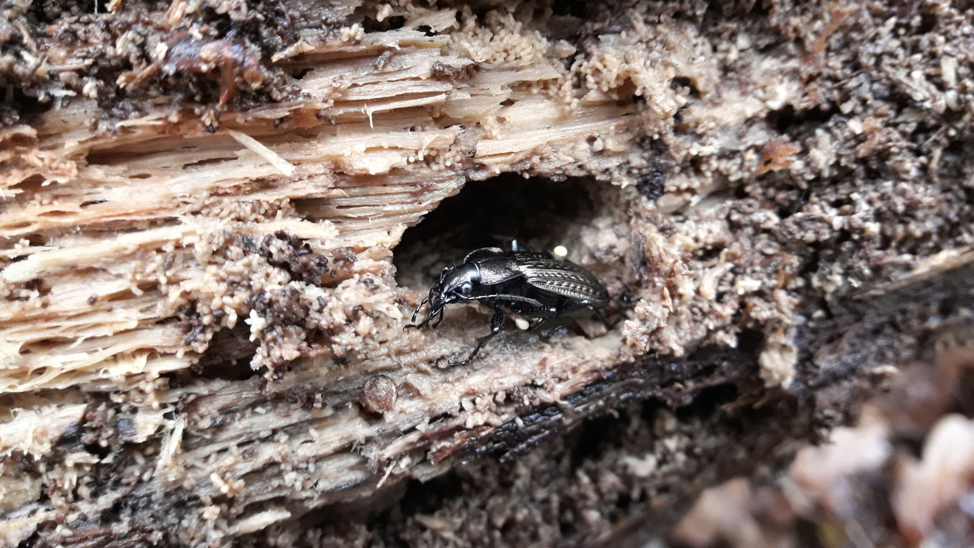 Das Bild zeigt einen schwarzglänzenden, länglichen Käfer, der auf einem Stück morschem Holz aus einem Loch krabbelt. 