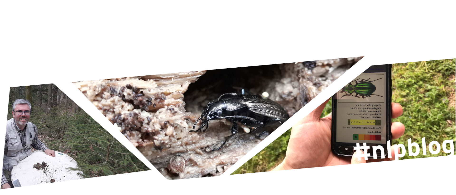 Collage aus drei Bildern. Links das Bild eines grauhaarigen Mannes mit Brille mit Metallrand und blauem Strickpullunder, der im Wald auf dem Boden kniet. Er hat vor sich ein rundes, mit weißem Stoff bespanntes, flaches Objekt mit einem Durchmesser von etwa einem halben Meter. Darauf sind schwarzbraune Krümel von Waldboden und morschem Holz zu sehen. Das mittlere Bild zeigt einen schwarzglänzenden, länglichen Käfer, der auf einem Stück morschem Holz aus einem Loch krabbelt. Das rechte Bild zeigt den Bildschirm eines Smartphones. Darauf sind ein grüner, ovaler Käfer und weitere, nicht identifizierbare Symbole und Texte abgebildet.  Eine Hand hält das Handy, ein Zeigefinger scheint gerade auf dem Bildschirm einen Punkt zu drücken.