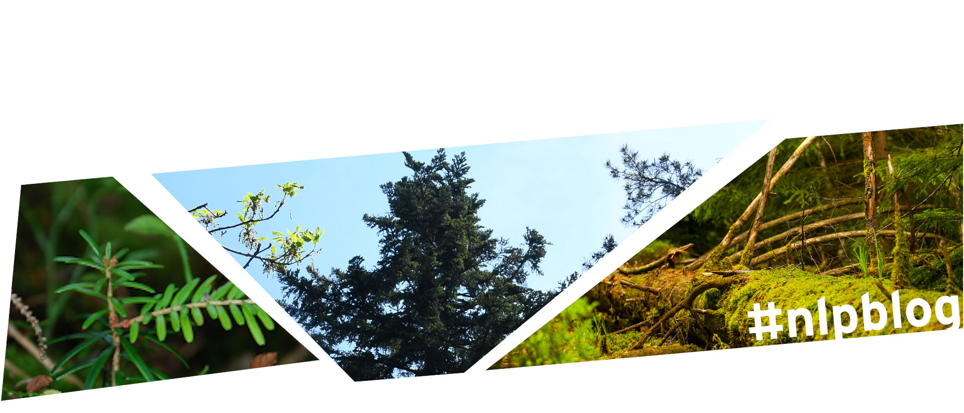 Collage aus drei Bildern. Das linke Bild zeigt eine ganz junge Tanne, nur ein kleiner, frisch glänzender Keimling, der aus dem Waldboden ragt. Das mittlere Bild zeigt die Spitze einer alten, dunklen Tanne, die hoch in den Himmel aufragt. Das rechte Bild zeigt einen Abschnitt des Stamms einer umgefallenen Tanne, die schon halb zerfallen und mit gelbgrünem Moos bedeckt ist. 