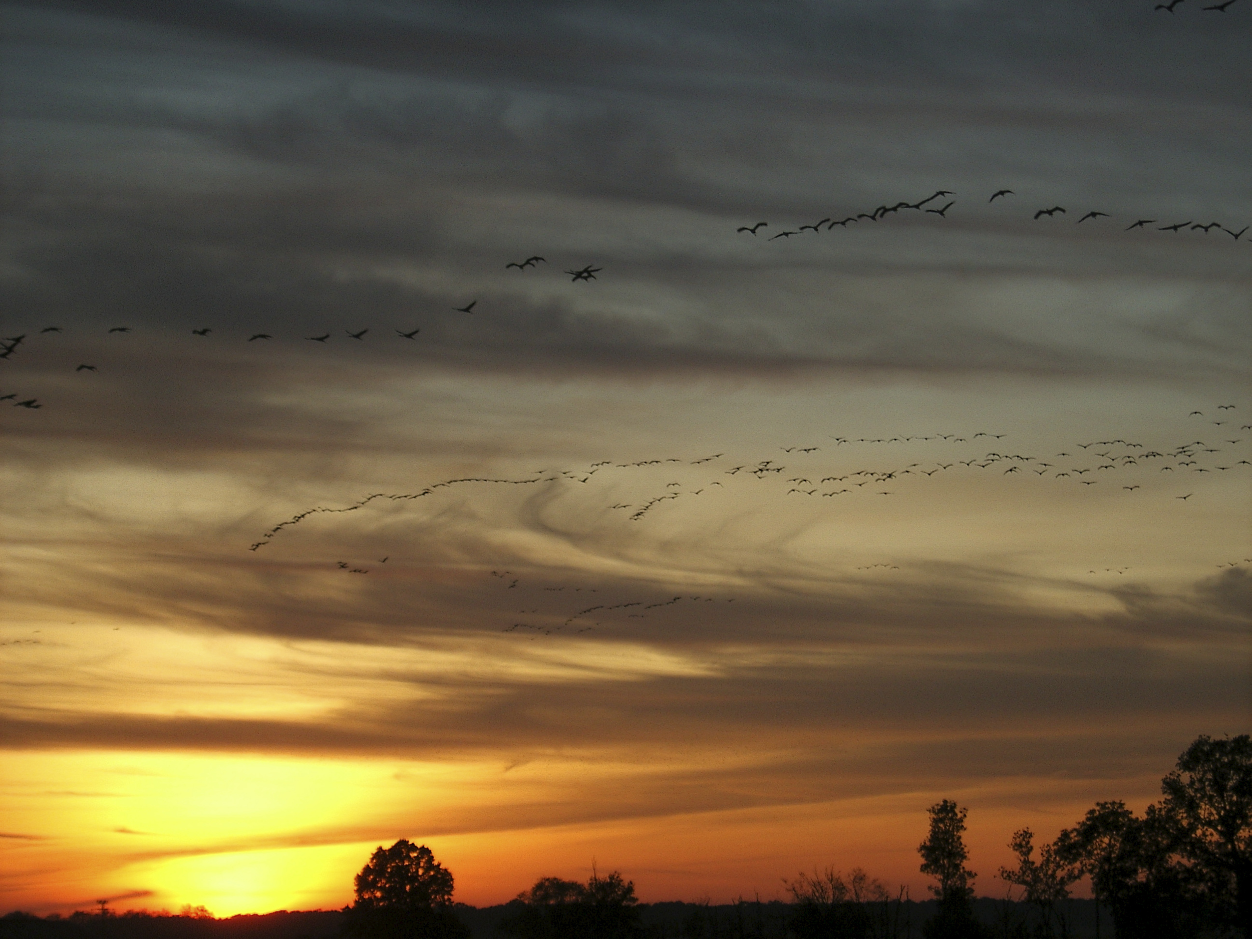 Ein V-förmiger Vogelzug vor einem leicht wolkigen Himmel, an dem gerade die Sonne aufgeht.