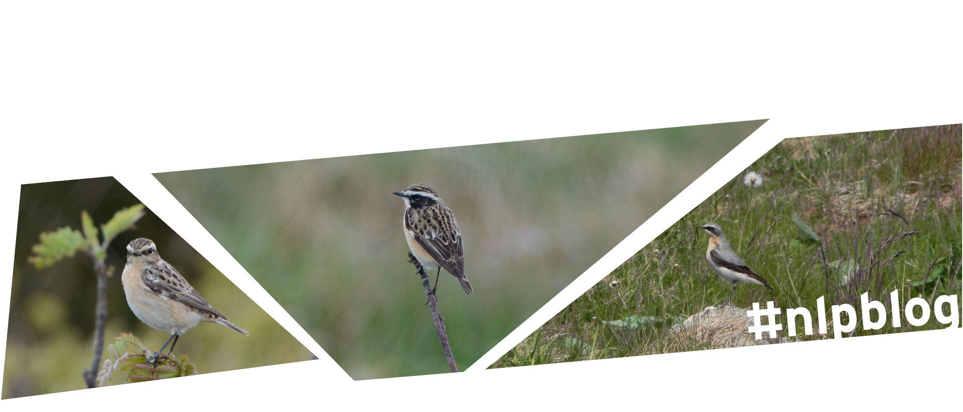 Collage aus drei Bildern: auf allen drei Bildern sind kleine, eher bräunlich gefärbte Vögel, die in Wiesen auf etwas erhöhten Posten (Zweige oder Steine) sitzen.