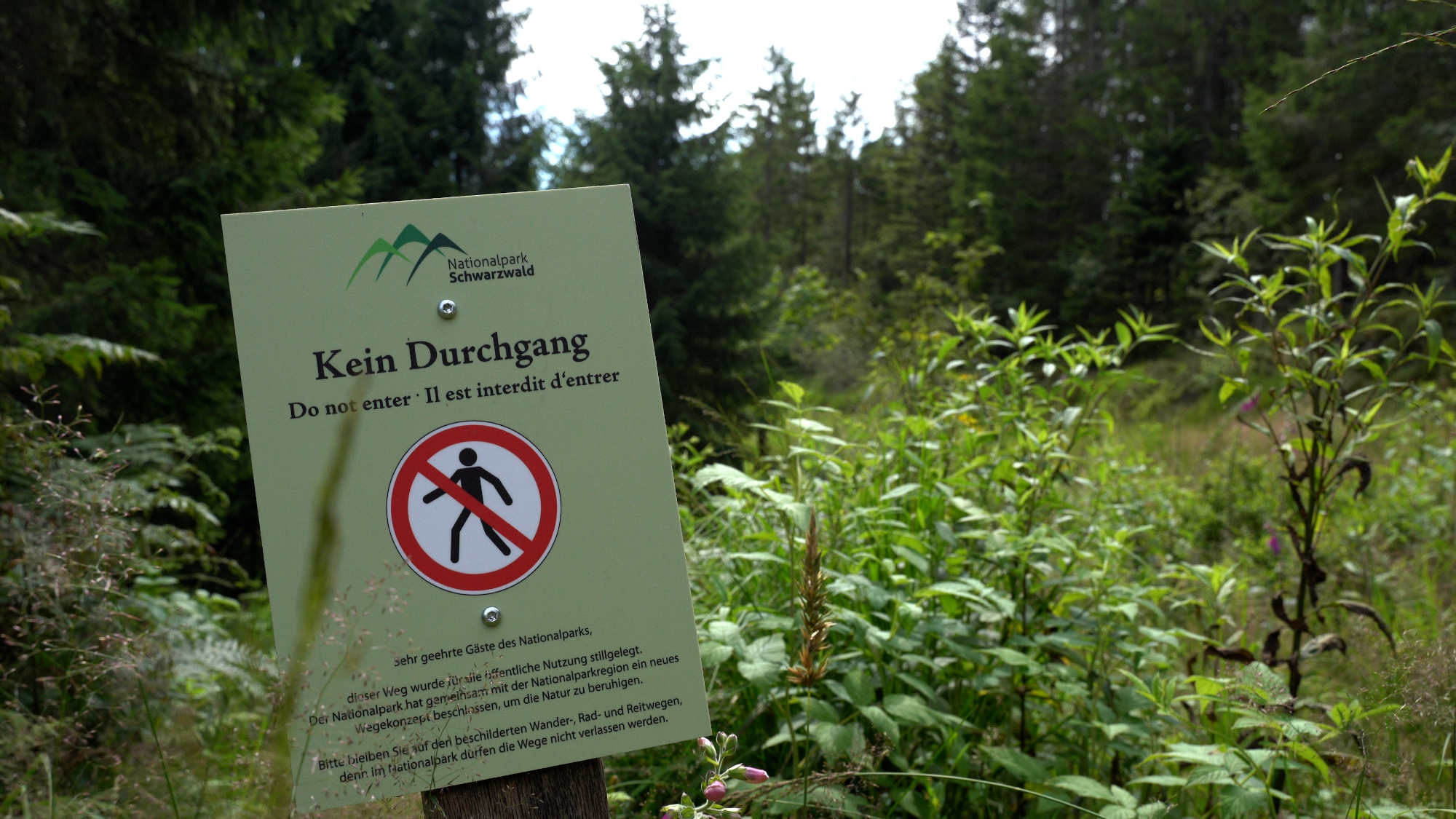 Ein grünes Schild vor einer Waldlandschaft weist darauf hin, dass hier der Durchgang verboten ist.