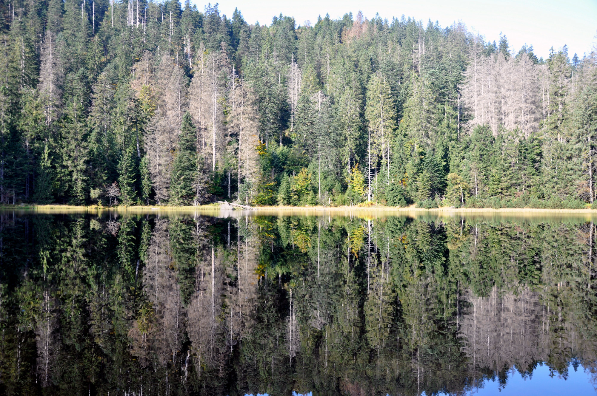 Ein ruhig daliegender See, im Hintergrund wird er von einem dichten Nadelwald umrahmt.