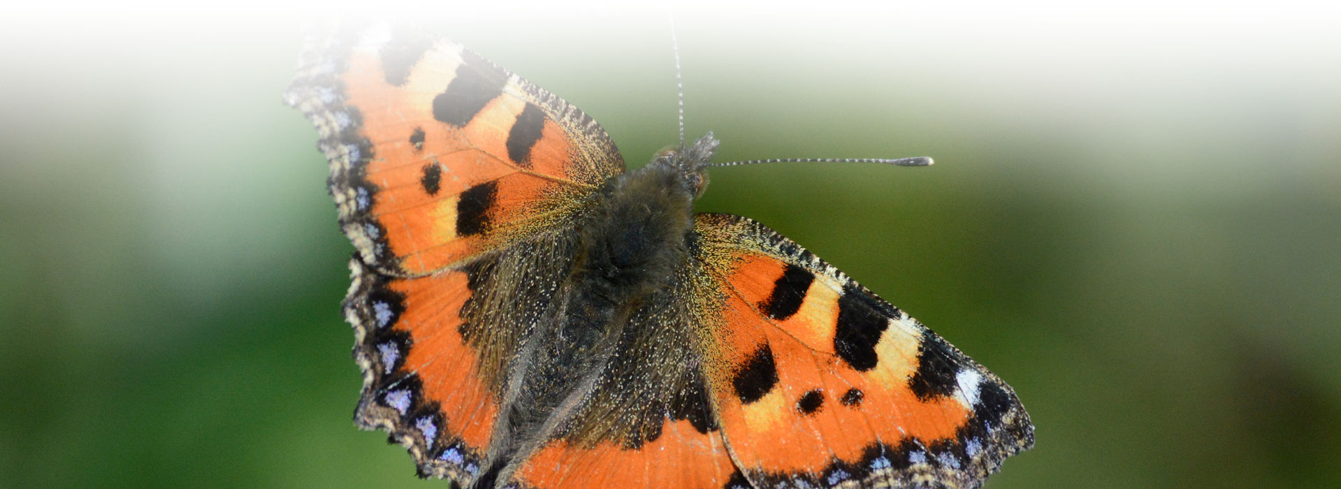 Ein bunter Schmetterling - Grundfarbe Orangerot mit blau gefleckten Flügelkanten und schwarzen und hellgelben Flecken auf der Flügeloberseite - sitzt mit ausgebreiteten Flügeln auf einer Pflanze. Der Hintergrund ist grün verschwommen.