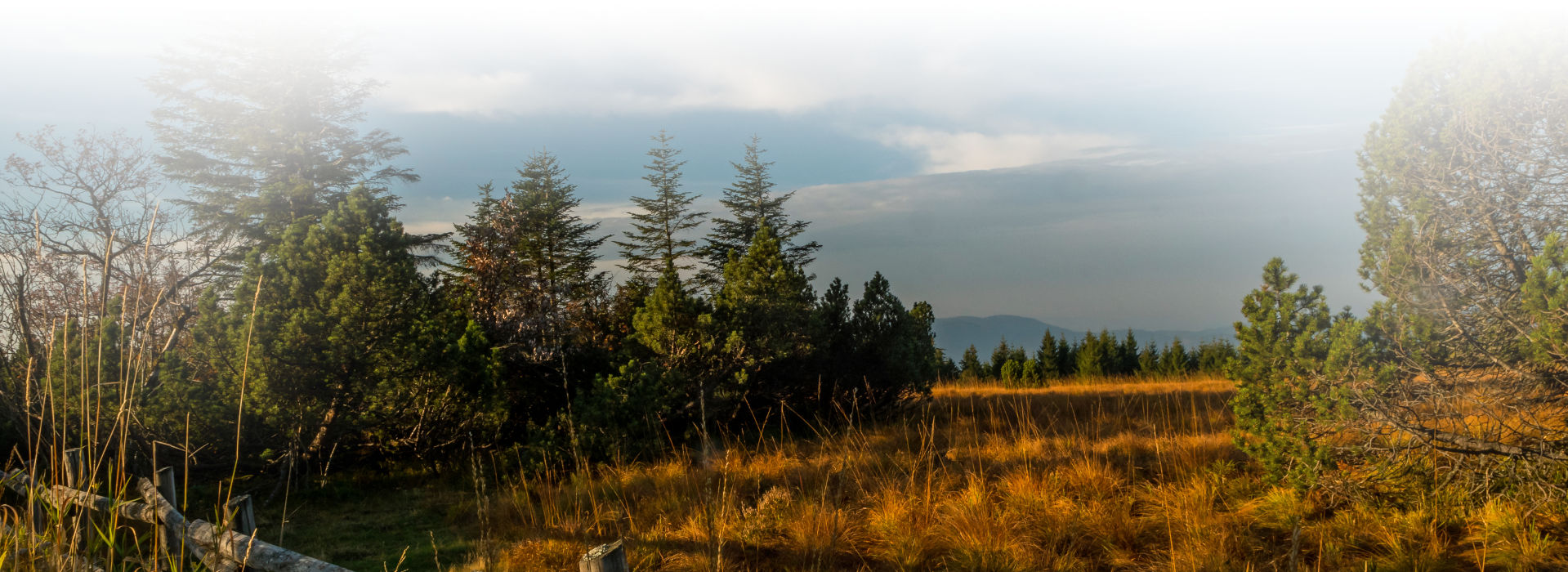 Herbstliche Heidelandschaft unter blauem, fast wolkenlosen Himmel. Im Hintergrund ist eine Nadelwaldkulisse, im Vordergrund typischer Heidebewuchs mit Sträuchern und Gräsern, herbstlich braun verfärbt.