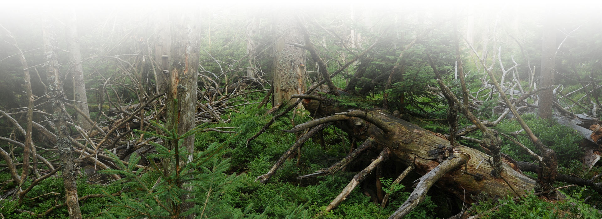 Sattgrünes Waldbild mit einigen abgestorbenen, kahlen und bemoosten stehenden und liegenden Bäumen.