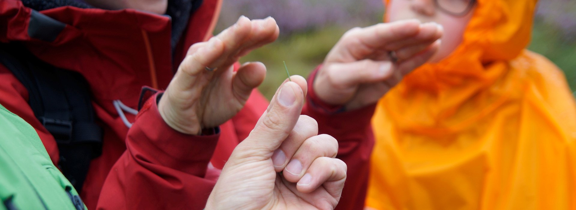 Zwei Hände deuten eine schützende Gebärde an über einer weiteren Hand, die zwischen zwei Fingern eine Tannennadel hält. Foto: Daniel Müller (Nationalpark Schwarzwald)