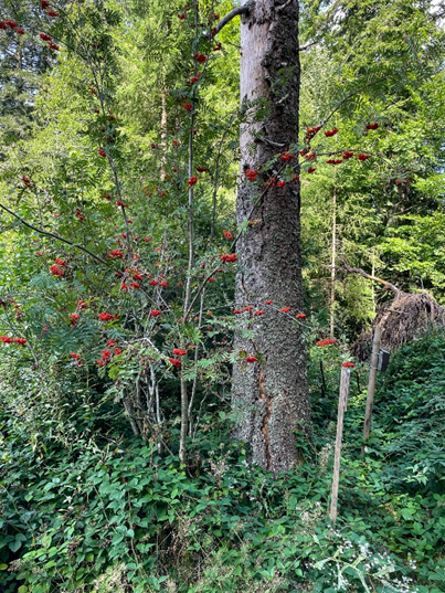 Rote Beeren vor einem dicht bewachsenen Baumbestand. Foto: Andreas Forch