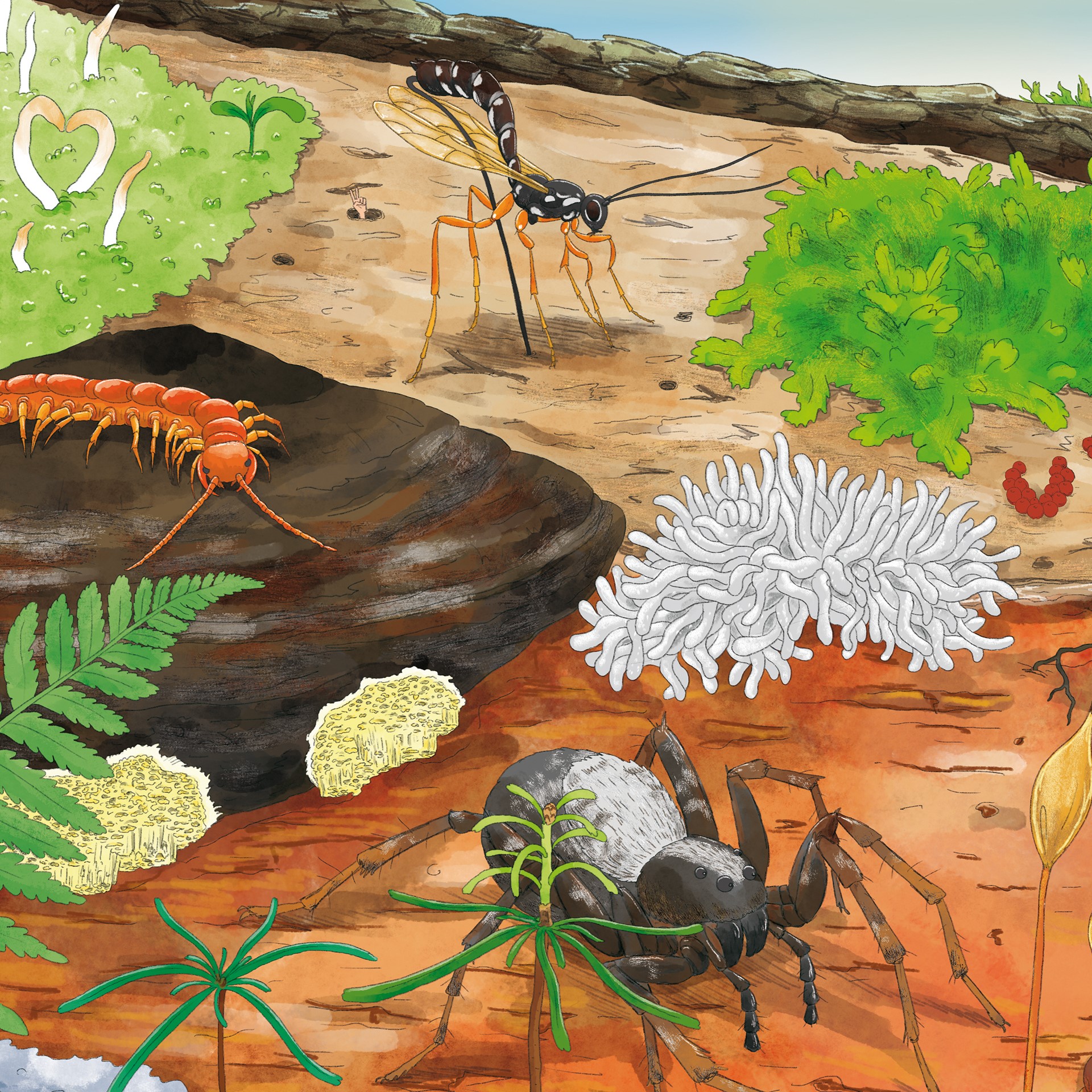 Illustration eines Stückes Totholz mit Pilzen, Moosen, Insekten und einer Spinne