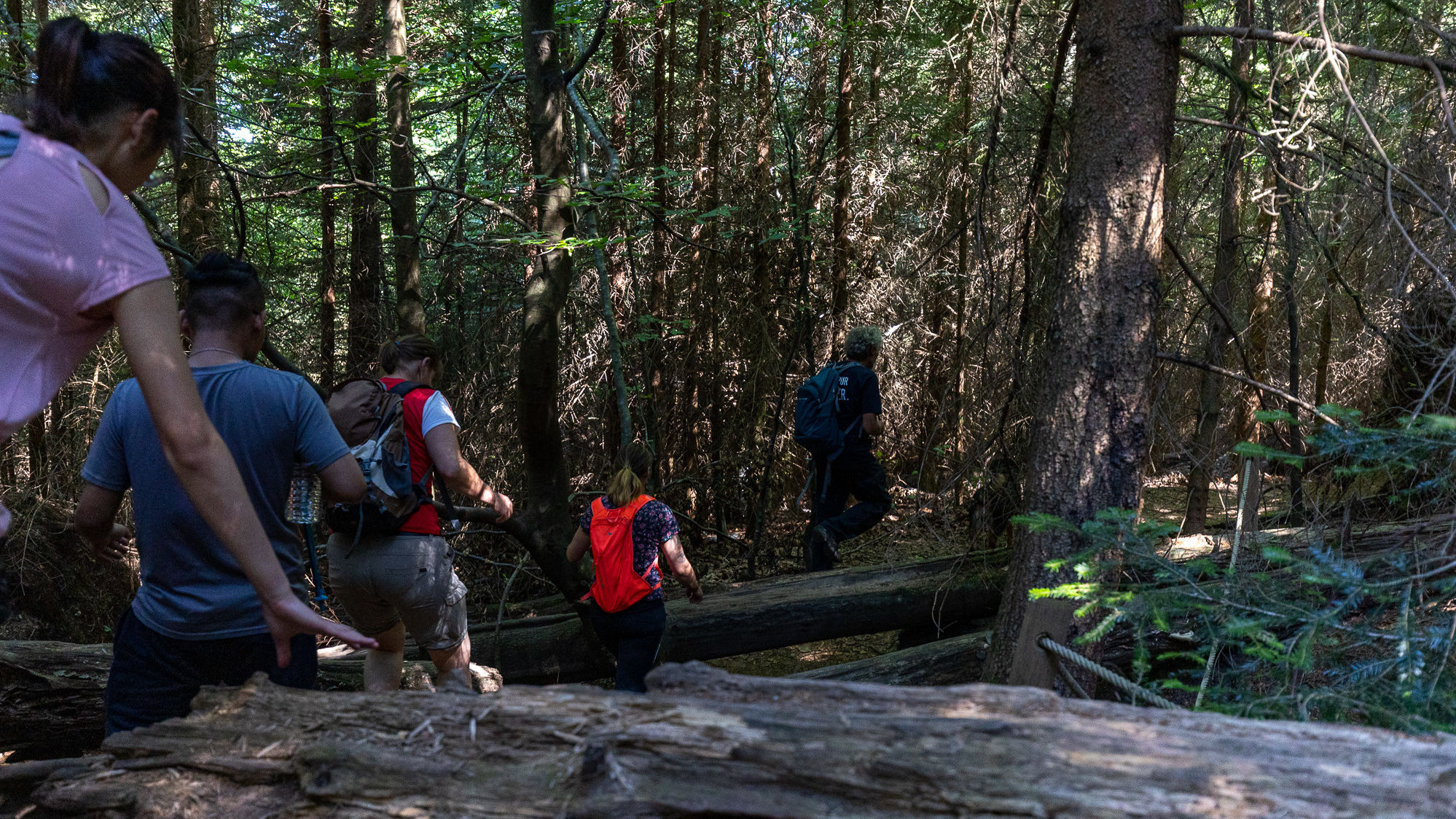 Eine Gruppe Wanderer von hinten fotografiert, die über unwegsames Waldgelände klettern und laufen.