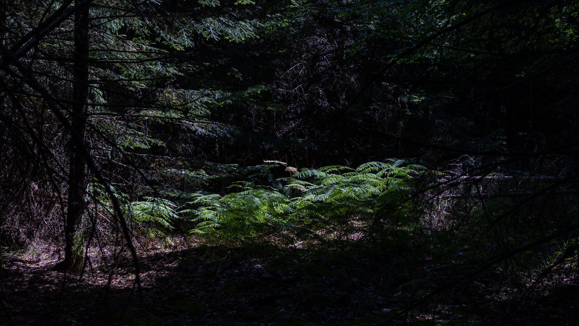 Das Bild zeigt einen Einblick in einen dichten Nadelwald. Auf einen Flecken Waldboden fällt Sonnenlicht - hier wachsen grüne Pflanzen wie Farn und junge NAdelbäume heran. 