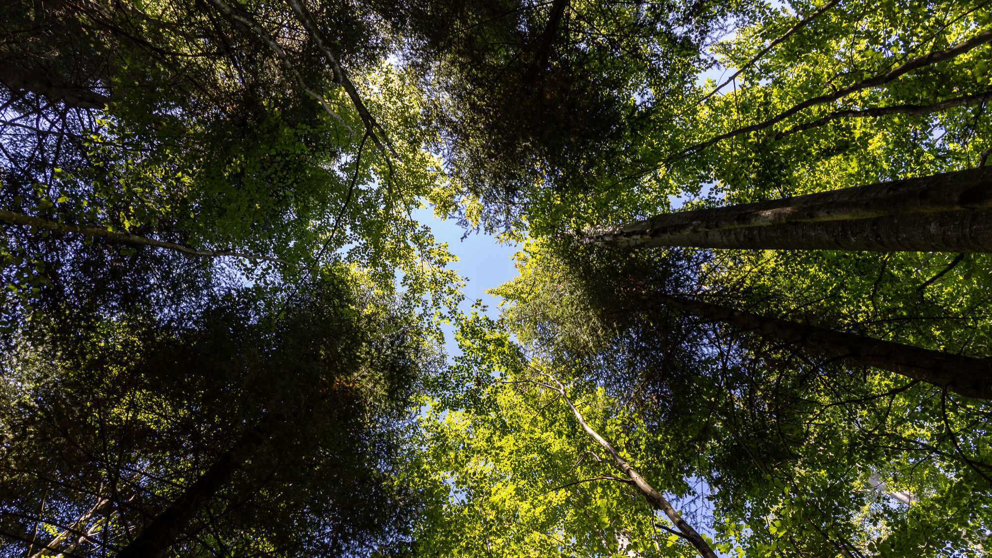 Das Bild zeigt die Perspektive vom Boden aus in die Baumkronen eines Mischwaldes schauend. Man sieht in der Mitte des Bildes ein Stück blauen Himmel.
