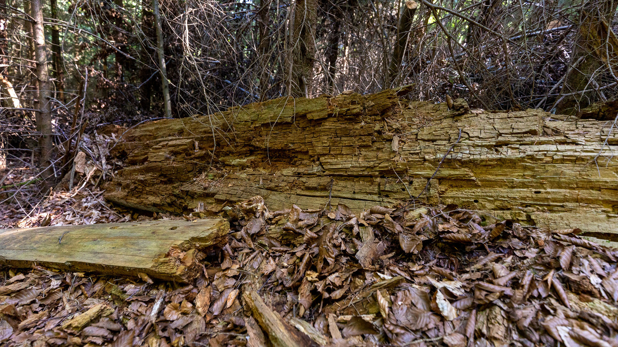 Ein lliegender Totholzstamm im Wald, weitgehend verrottet und bereits zerfallen.