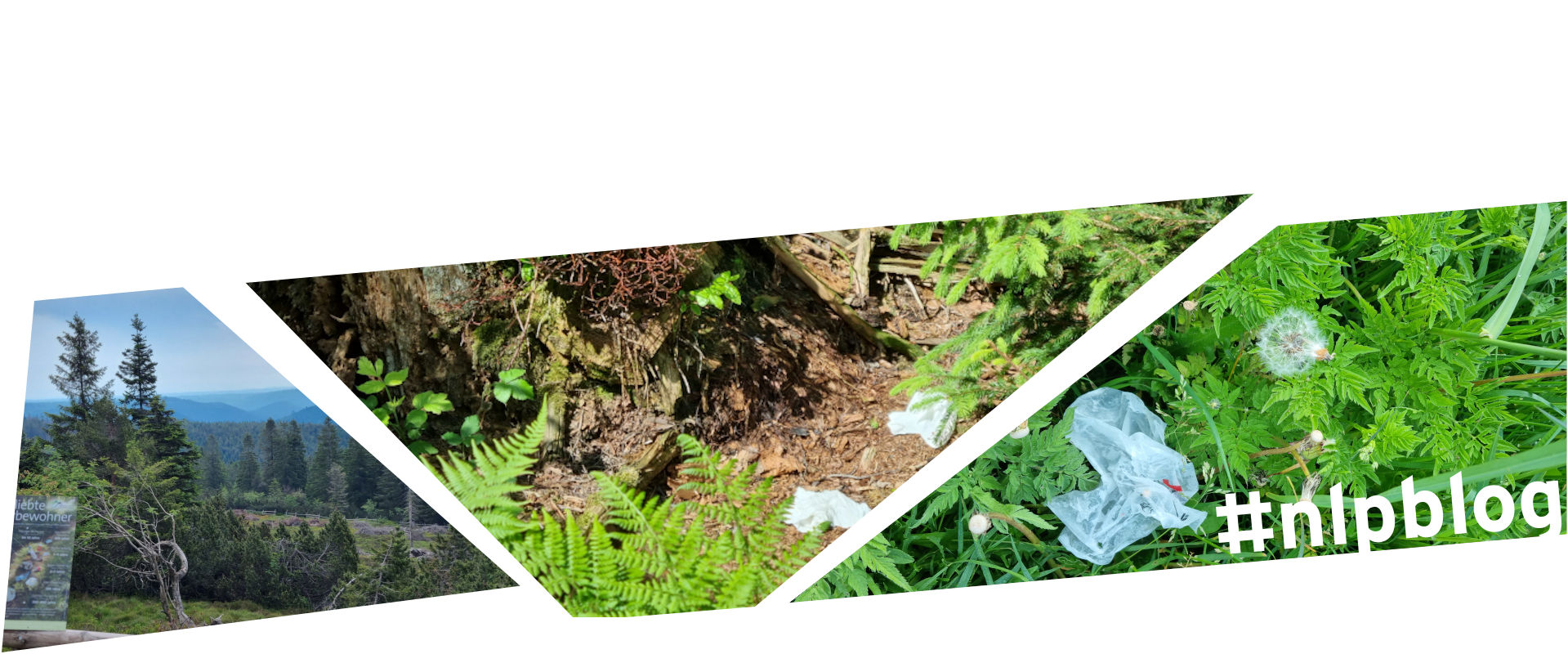 Drei Bilder, die zusammen ein Bildmosaik bilden: Vor einem Naturpanorama mit Nadelwald und sattgrünen Weiden im Vordergrund ein Schild, das auf verschiedene Abfälle hinweist und diese sarkastisch als Arten ausweist, die man im Wald finden kann, wie beispieslweise den weißen Rotzling (auch bekannt als Papiertaschentuch). Das zweite Bild zeigt alte Papiertaschentücher auf dem Waldboden und das dritte Bild eine alte Kunststoffverpackung im Gras.