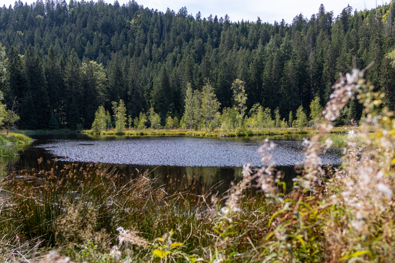 Ein See mit Wiese im Vordergrund und dunklem Wald im Hintergrund. Foto: Andreas Forch