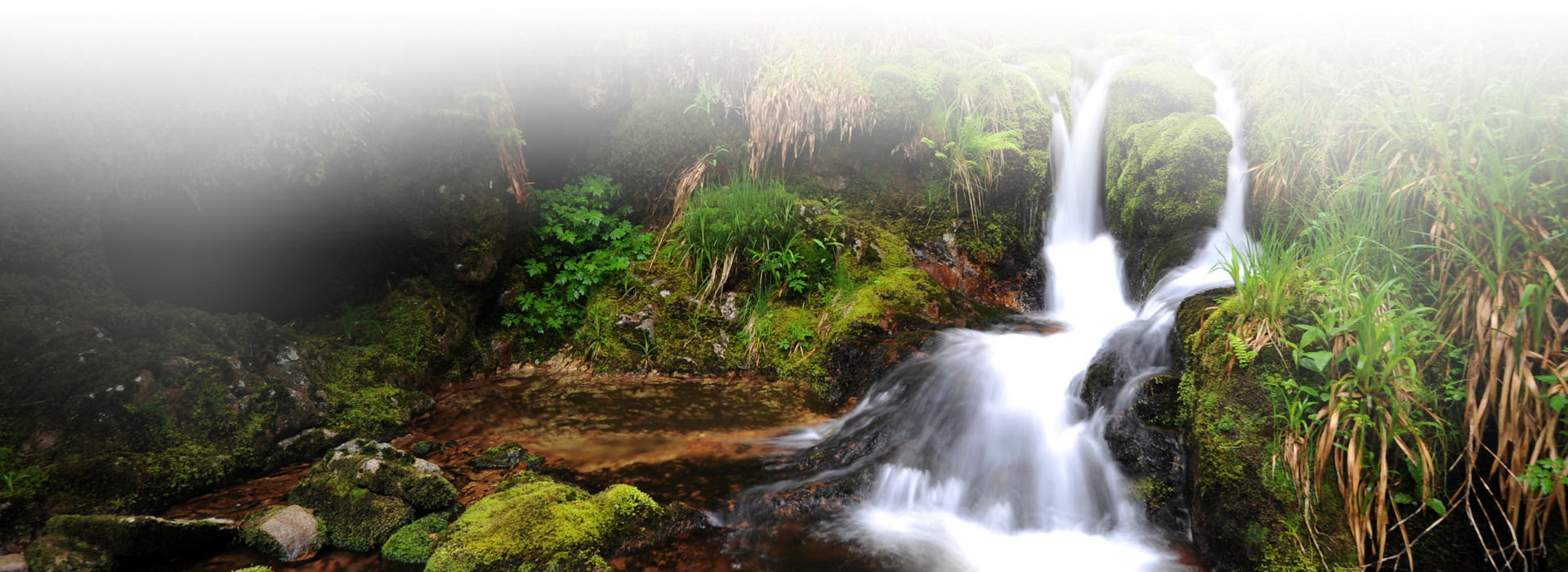 Das Bild zeigt einen kleinen Wasserfall eines Waldbachs. Am Ufer sattgrüne Pflanzen wie Farne und Moose und große Waldbäume.
