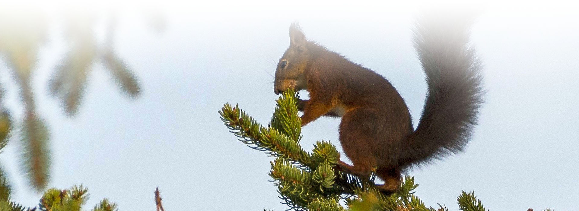 Ein rotes Eichhörnchen sitzt auf einem Nadelbaumzweig und hält einen Fichtenzapfen in den Pfoten, an dem es knabbert. Im Hintergrund blauer Himmel.