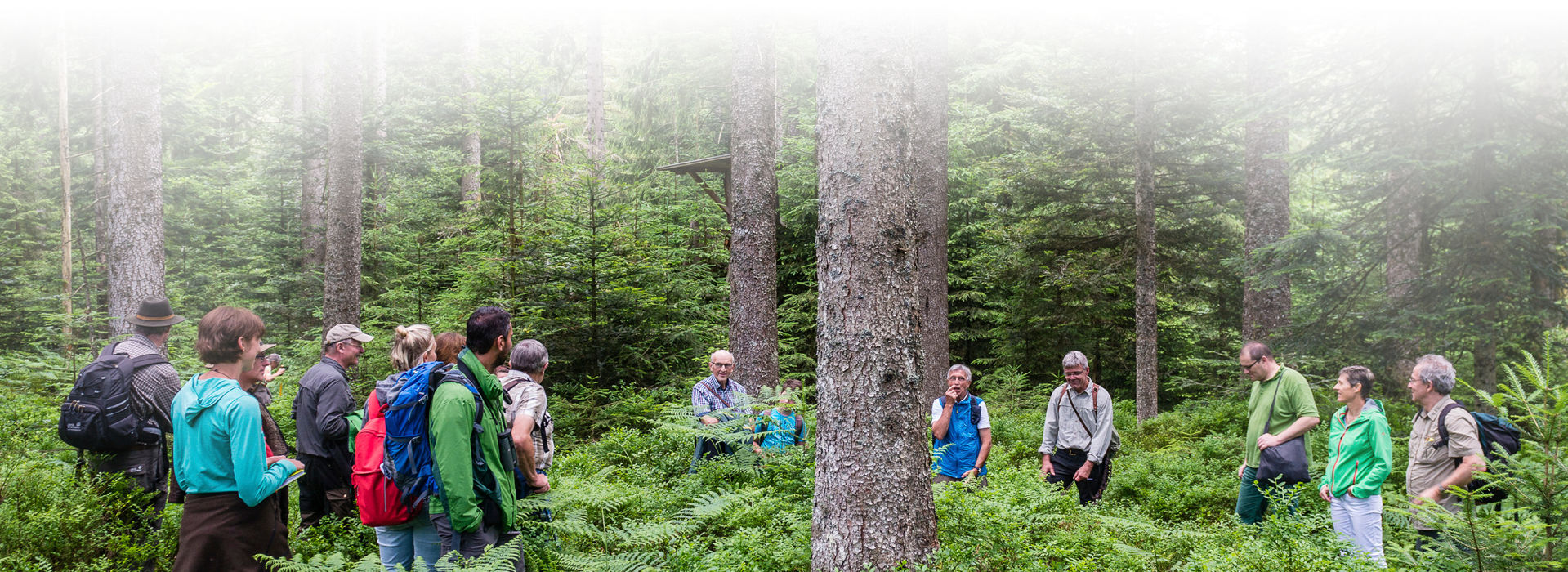 Eine Gruppe Menschen, alles Erwachsene, steht in Outdoor- und Wanderkleidung im Kreis um einen großen Nadelbaum im Wald inmitten fast hüfthohem Farn auf dem Boden. Einer der Männer scheint etwas zu erklären. 