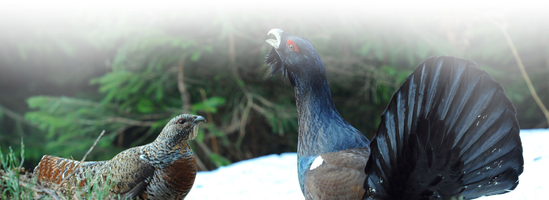 Ein großer, schwarz-blau gefiederter Hühnervogel mit gerecktem Hals und offenem Schnabel sowie gespreizten Schwanzfedern.