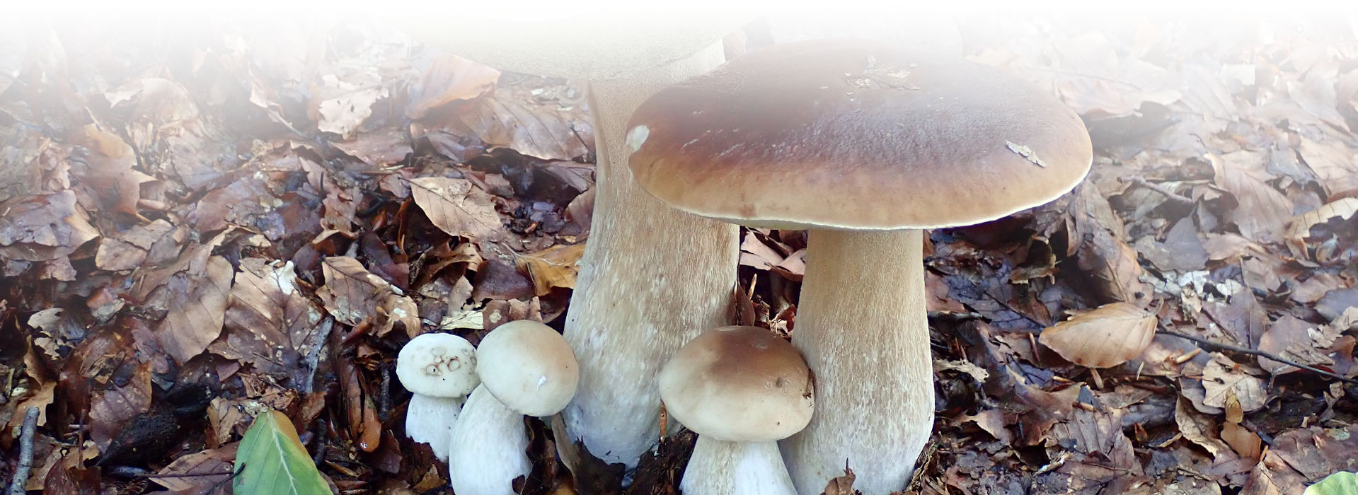 Eine Gruppe von unterschiedlich alten Pilzen der gleichen Art sprießt aus dem Waldboden, der mit braunem Laub bedeckt ist. Die Pilze haben einen hellen Stiel und eine hell- bis dunkelbraun gefärbte Kappe.