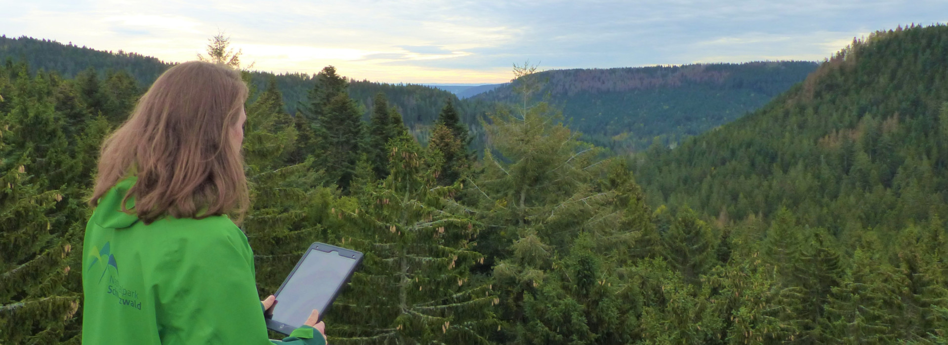 Eine Frau in einer grünen Regenjacke des Nationalparks. Sie hat ein Tablet in der Hand und schaut von einem Aussichtspunkt über den Wald.