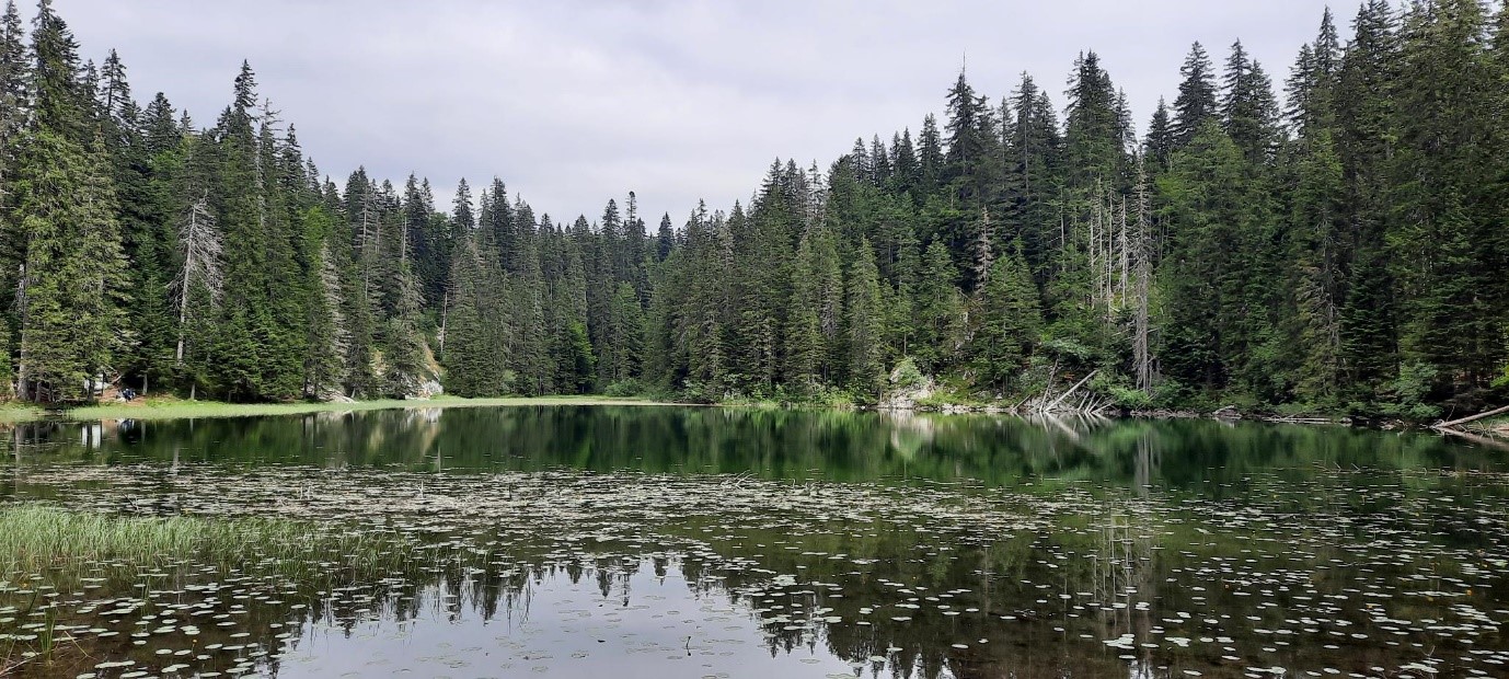 Blick auf einen See mit Wald am Ufer entlang