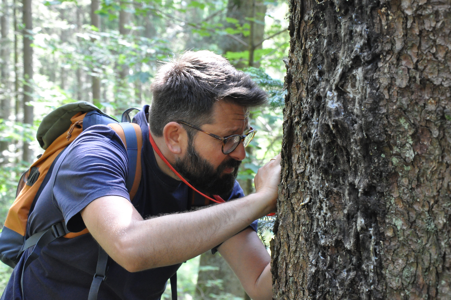 Flavius Popa untersucht einen Baumstamm © Nina Blazon