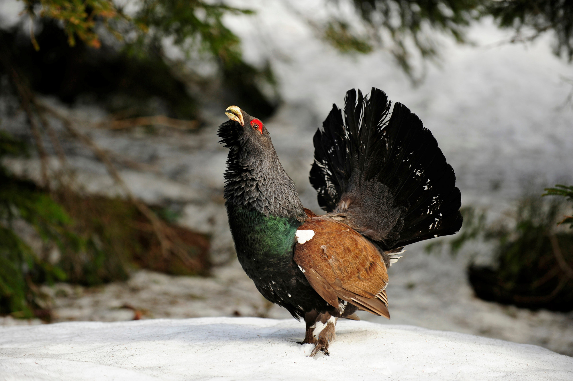 Ein großer Vogel steht im Wald auf einer schneebedeckten Lichtung. Er hat ein blauschwarzes Gefieder, seine schwarzen Schwanzfedern sind zu einem Rad aufgestellt. Die Flügel sind braun und über dem Auge sitzt ein charakteristischer roter Fleck.