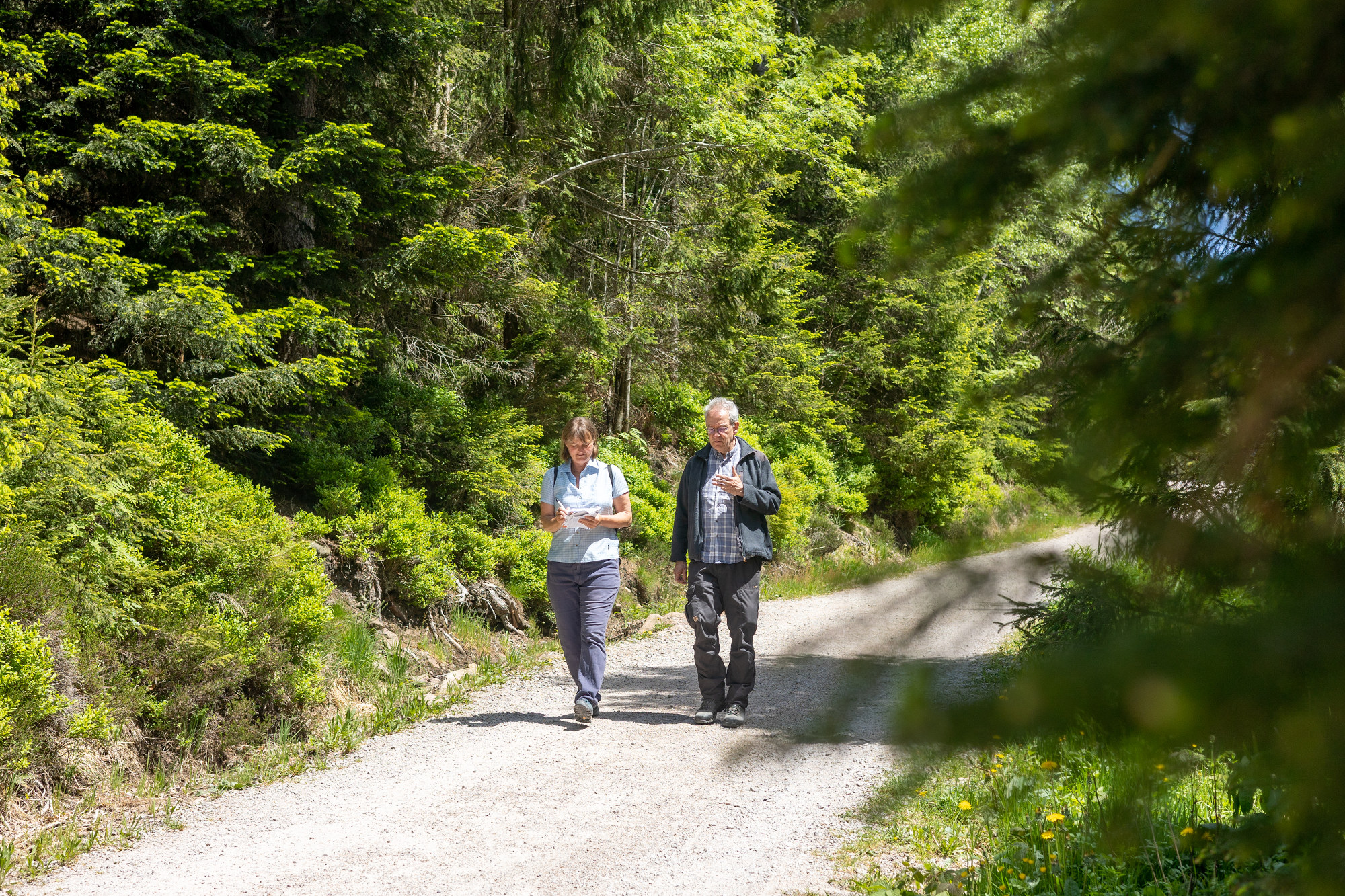Ein älterer Mann und eine Frau spazieren auf einem Waldweg in einem lichtgrünen Wald.