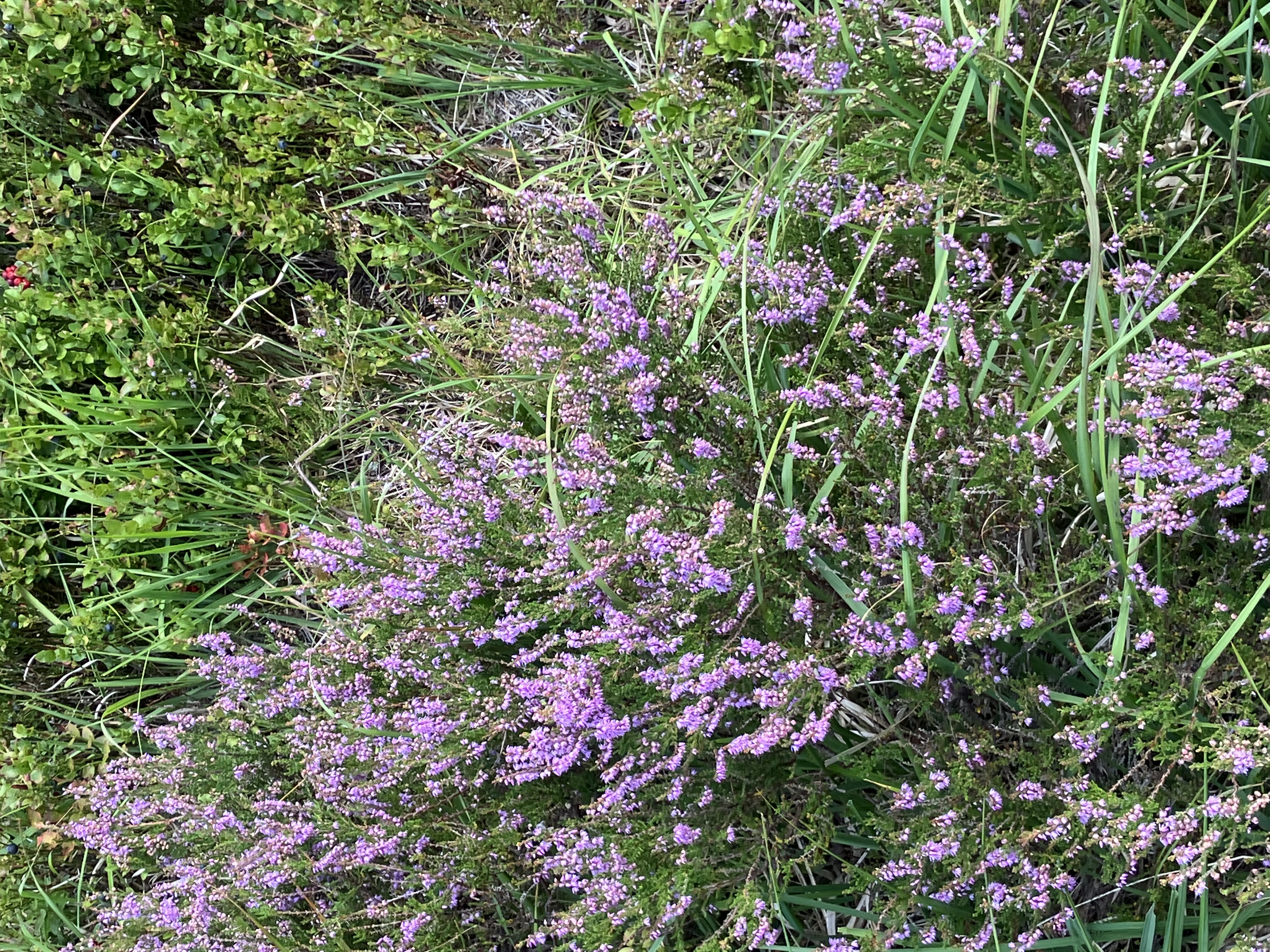 Lila blühende Blumen am Wegesrand. Foto: Nina Blazon