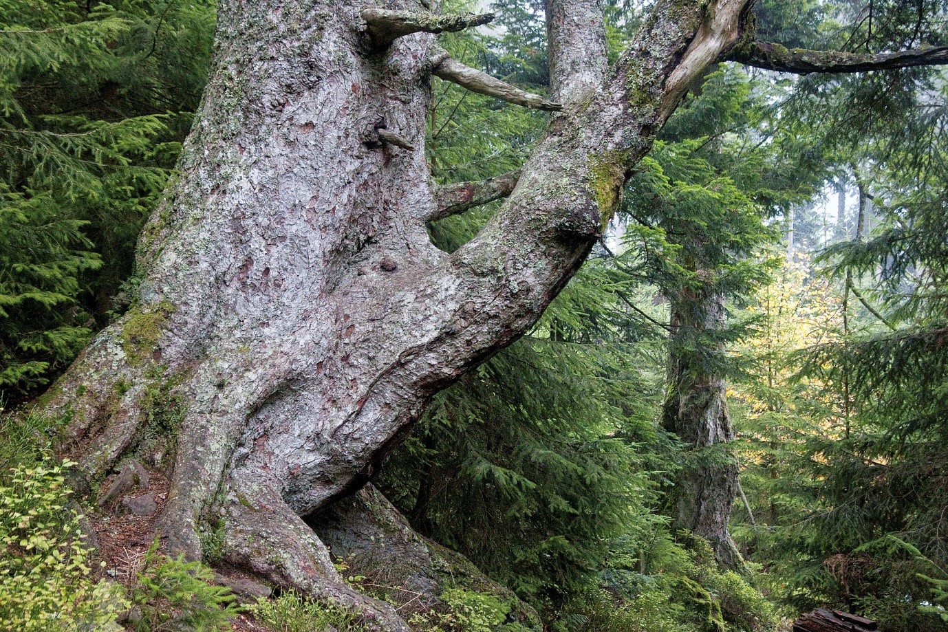 Eine uralte Bekannte: die Großvatertanne. © Iris Lemanczyk Mächtiger Baumstamm am Wegesrand. Foto: Iris Lemanczyk