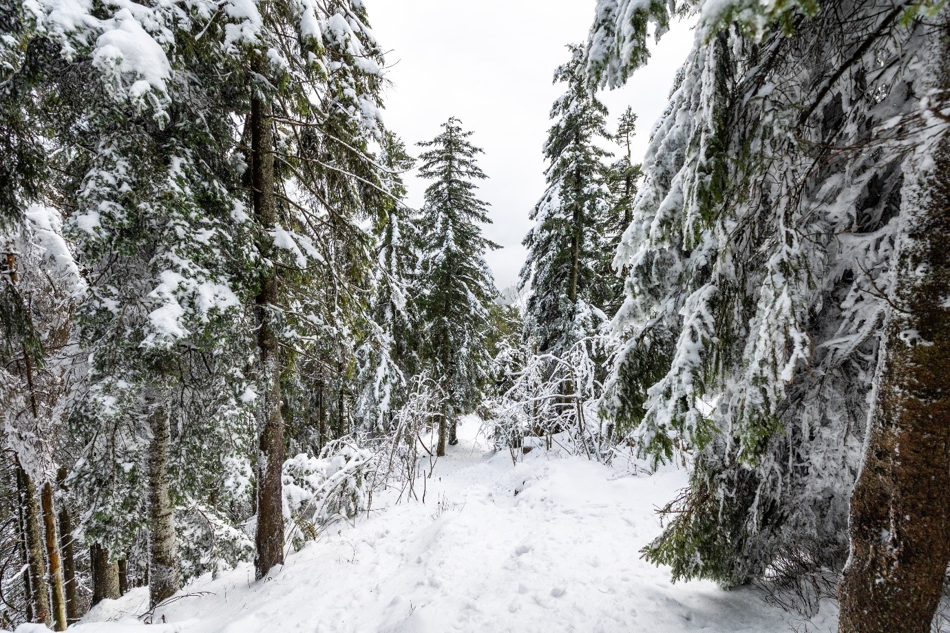Verschneiter Weg zwischen Nadelbäumen. Foto: Andreas Forch