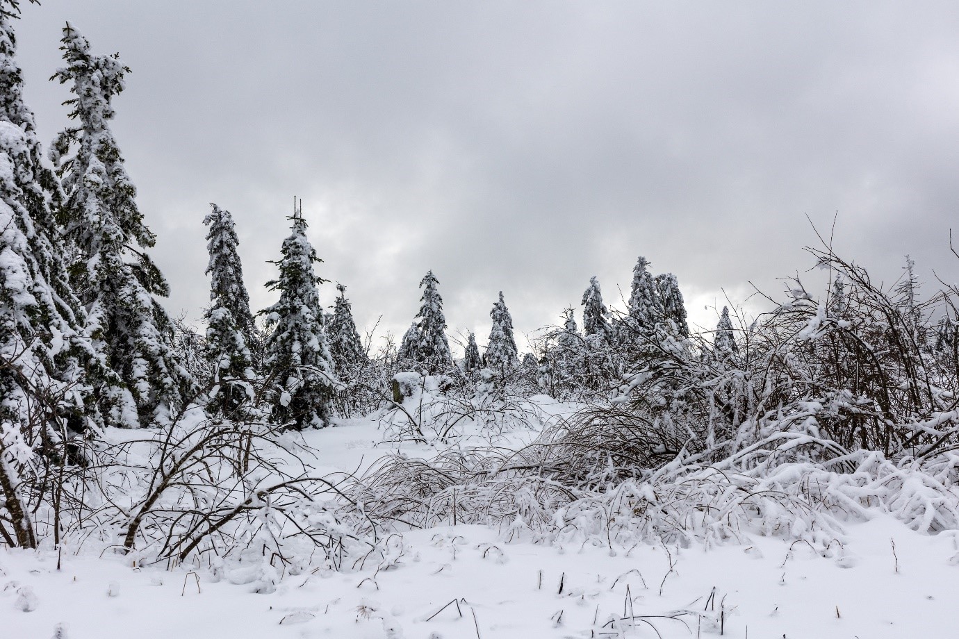 Kurzer Hoffnungsschimmer, bevor alles wieder Grau in Grau wird. © Andreas Forch Verschneiter Nadelwald mit grauem Himmel. Foto: Andreas Forch