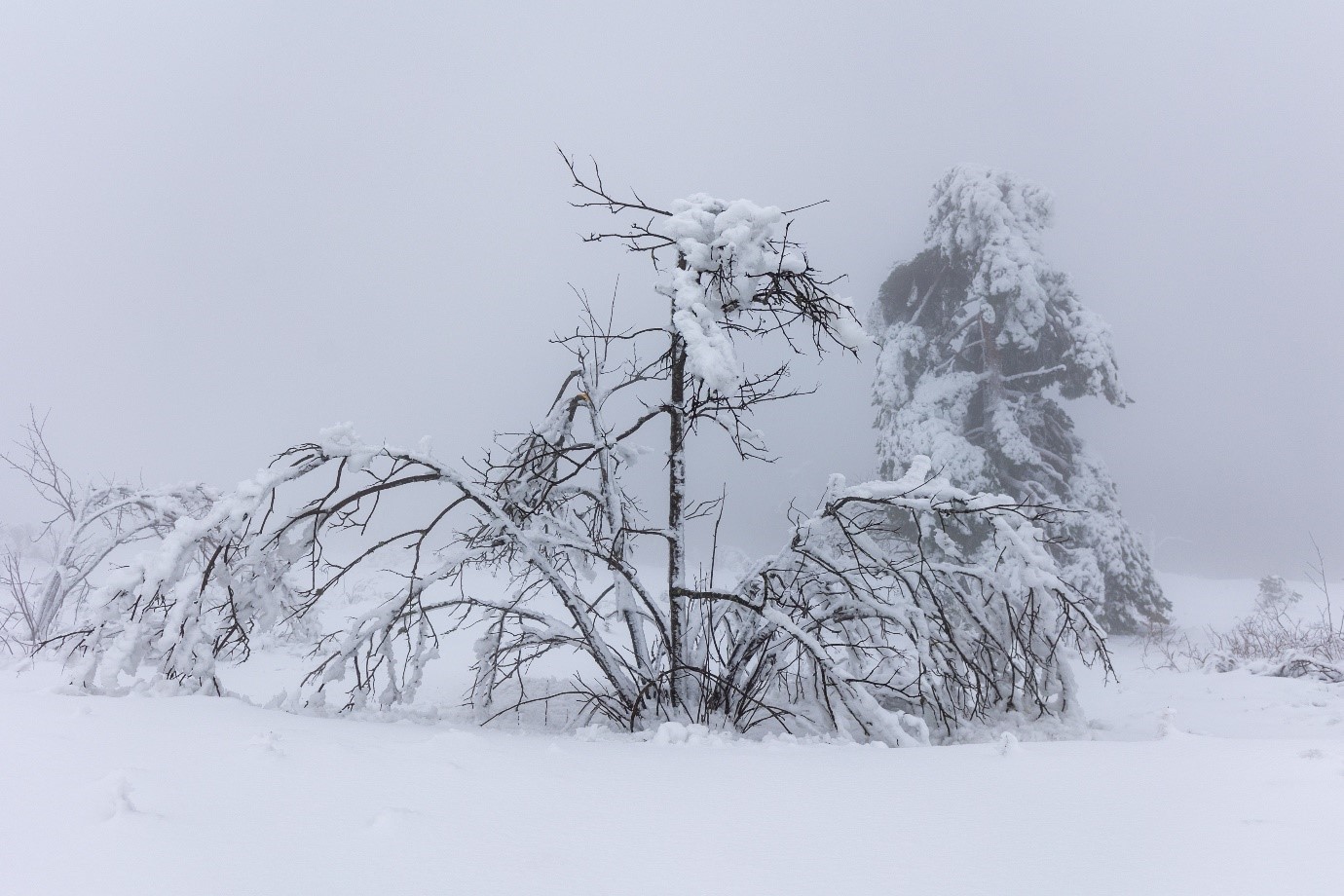 Tief verschneiter Baum mit hängenden Ästen in Schneelandschaft. Foto: Andreas Forch
