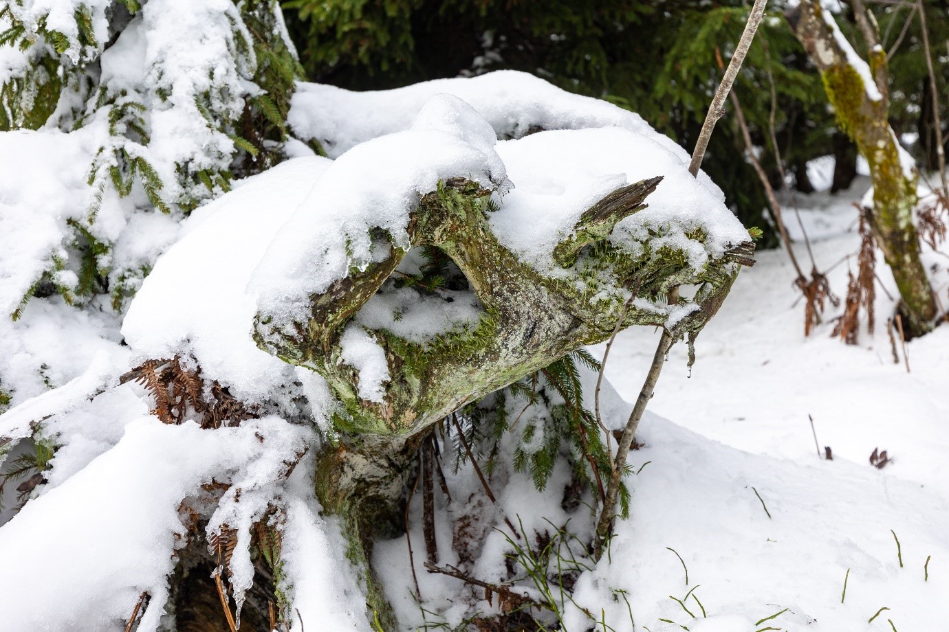 Ein Konglomerat aus Moos und Wurzeln mit Schneehaube. © Andreas Forch Zweig mit Moos und Schnee. Foto: Andreas Forch