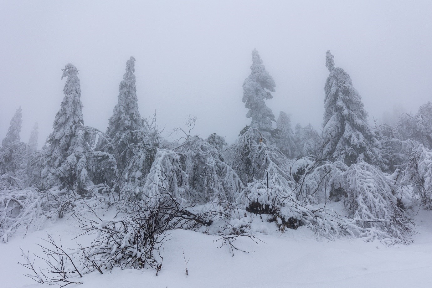 Nadelbäume tief verschneit. Foto: Andreas Forch
