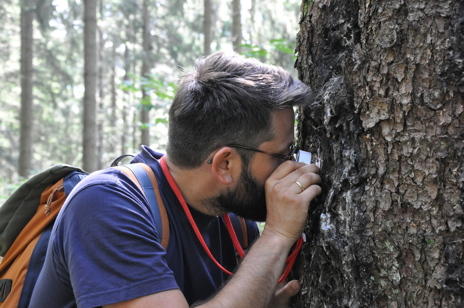 Auf der Suche nach Pilzen, die Harz abbauen © Nina Blazon Auf der Suche nach harzabbauenden Pilzen © Nina Blazon