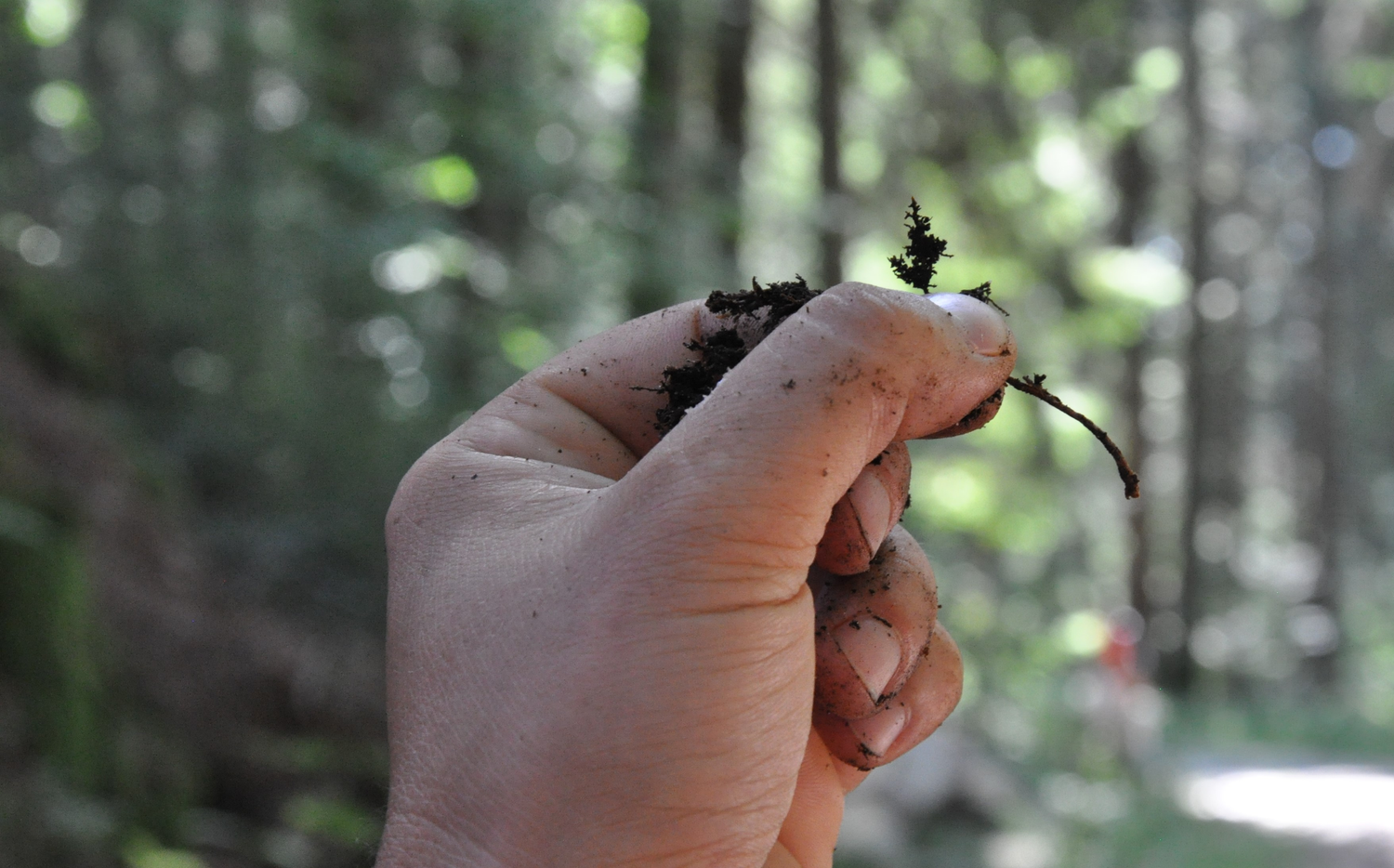 Pilze scheinen überall zu sein © Nina Blazon Flavius Popa hält einen winzigen Pilz in die Kamera © Nina Blazon