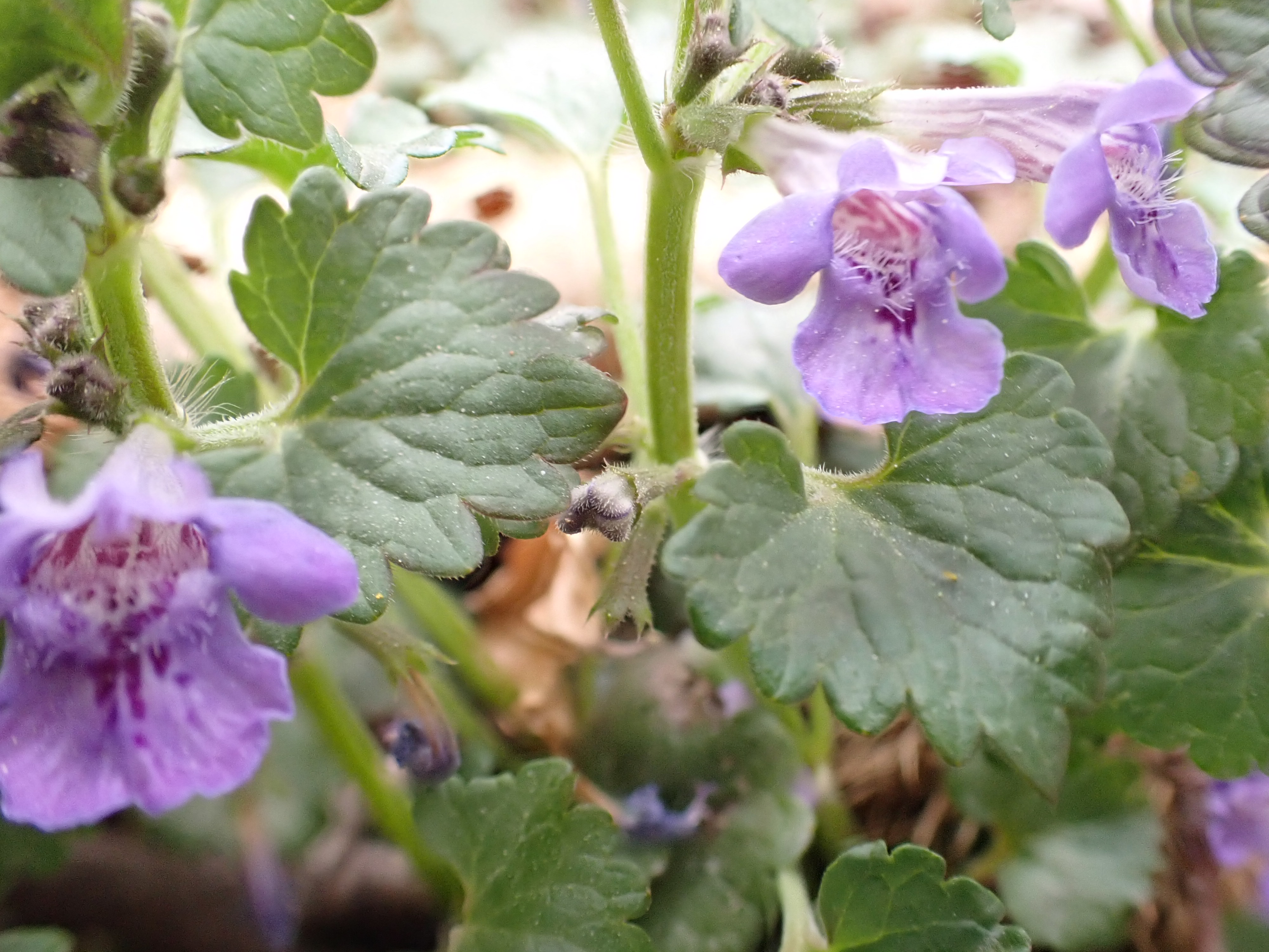 Grüne Blätter und hellviolette Blüten