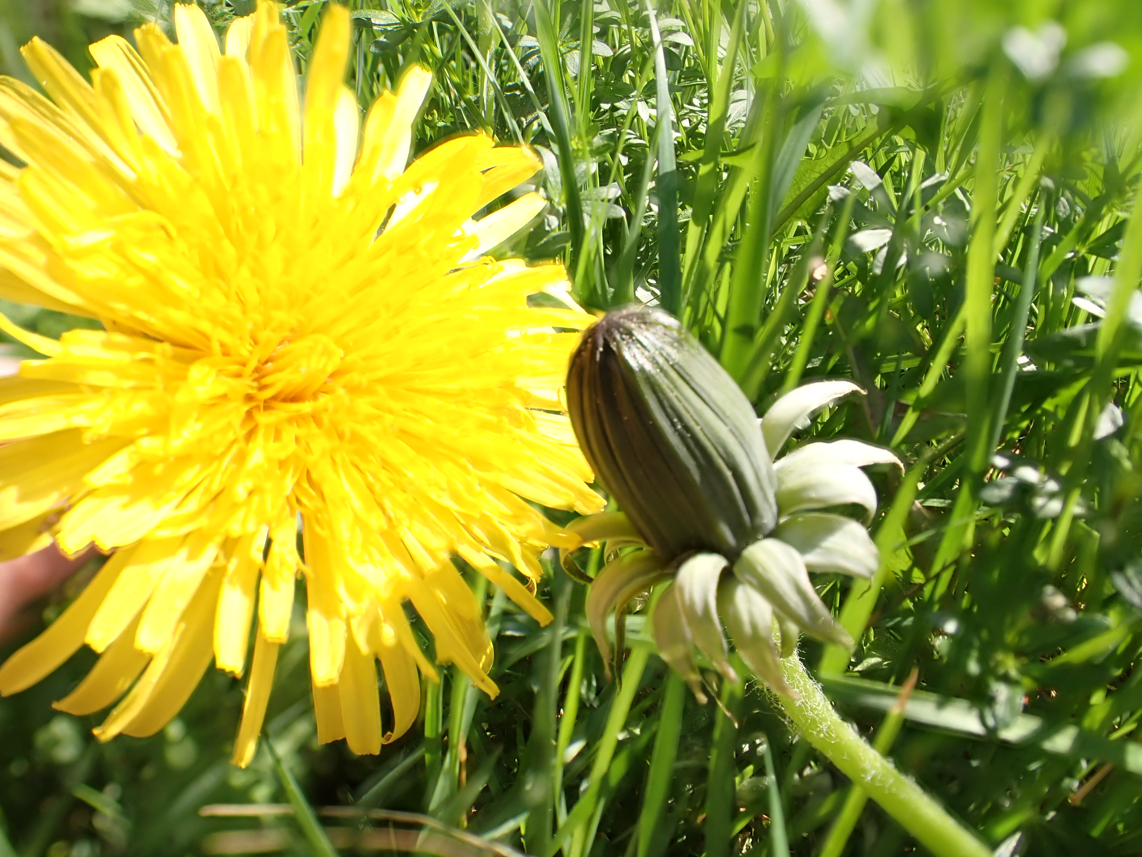 Verschlossene und offene Löwenzahnblüte in strahlend gelb