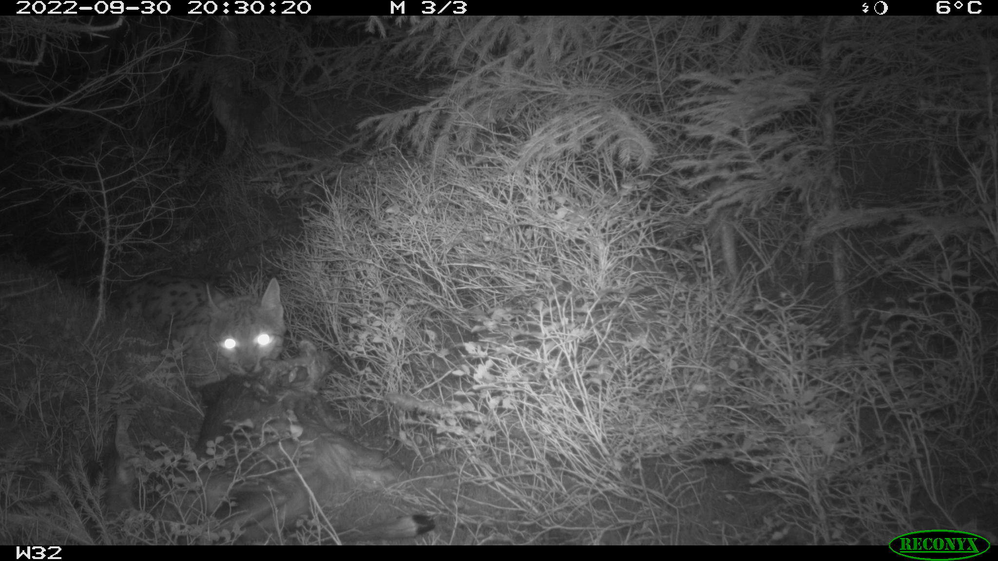 Ein Luchs in der Nacht mit einem von ihm erlegten Reh