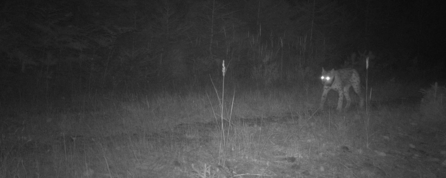 Ein Luchs auf einem schmalen Pfad in der Nacht