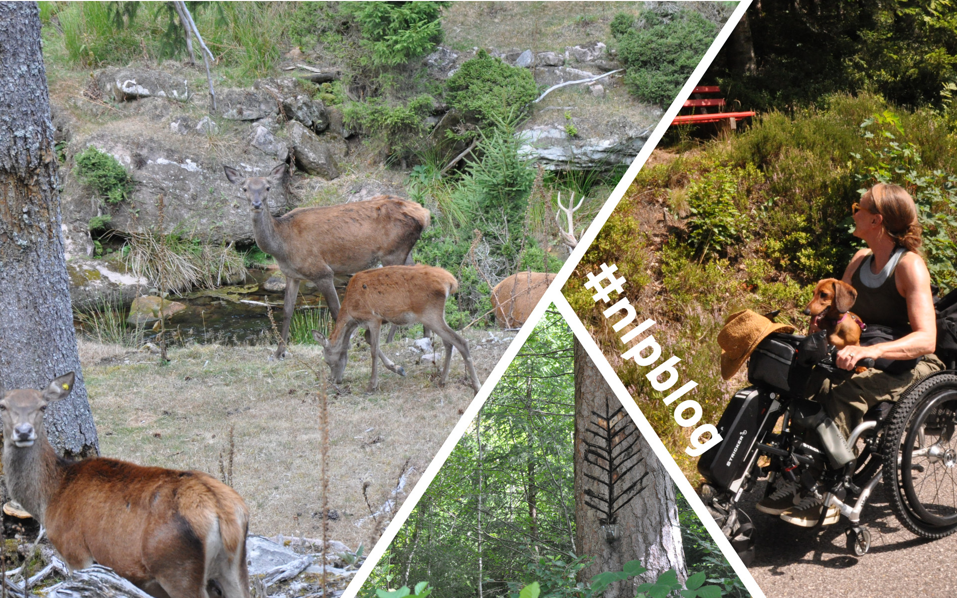 Lieblingstour Tonbachtal
