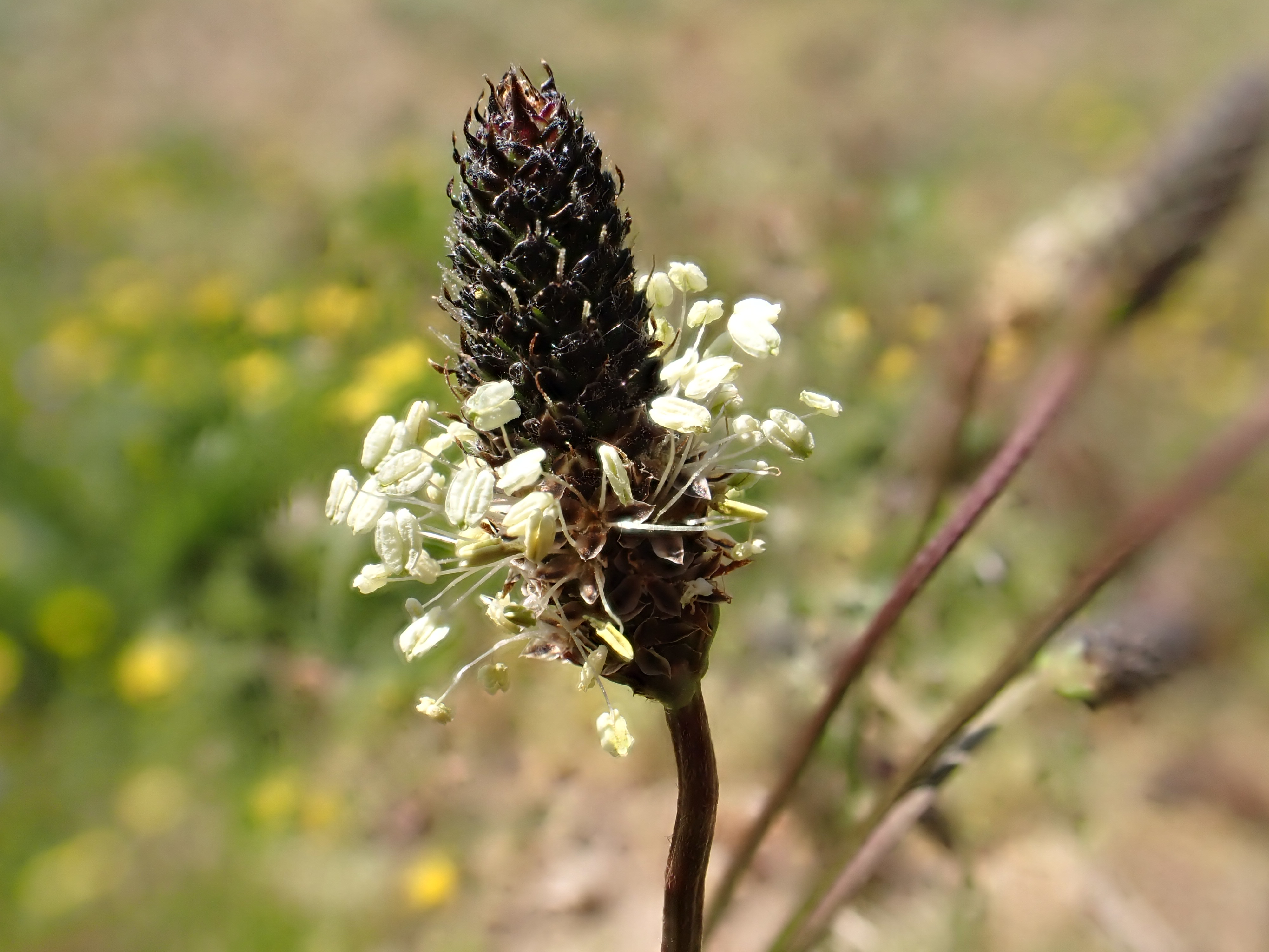 Weiß blühender Spitzwegerich © Bettina Kimmig (Nationalpark Schwarzwald)