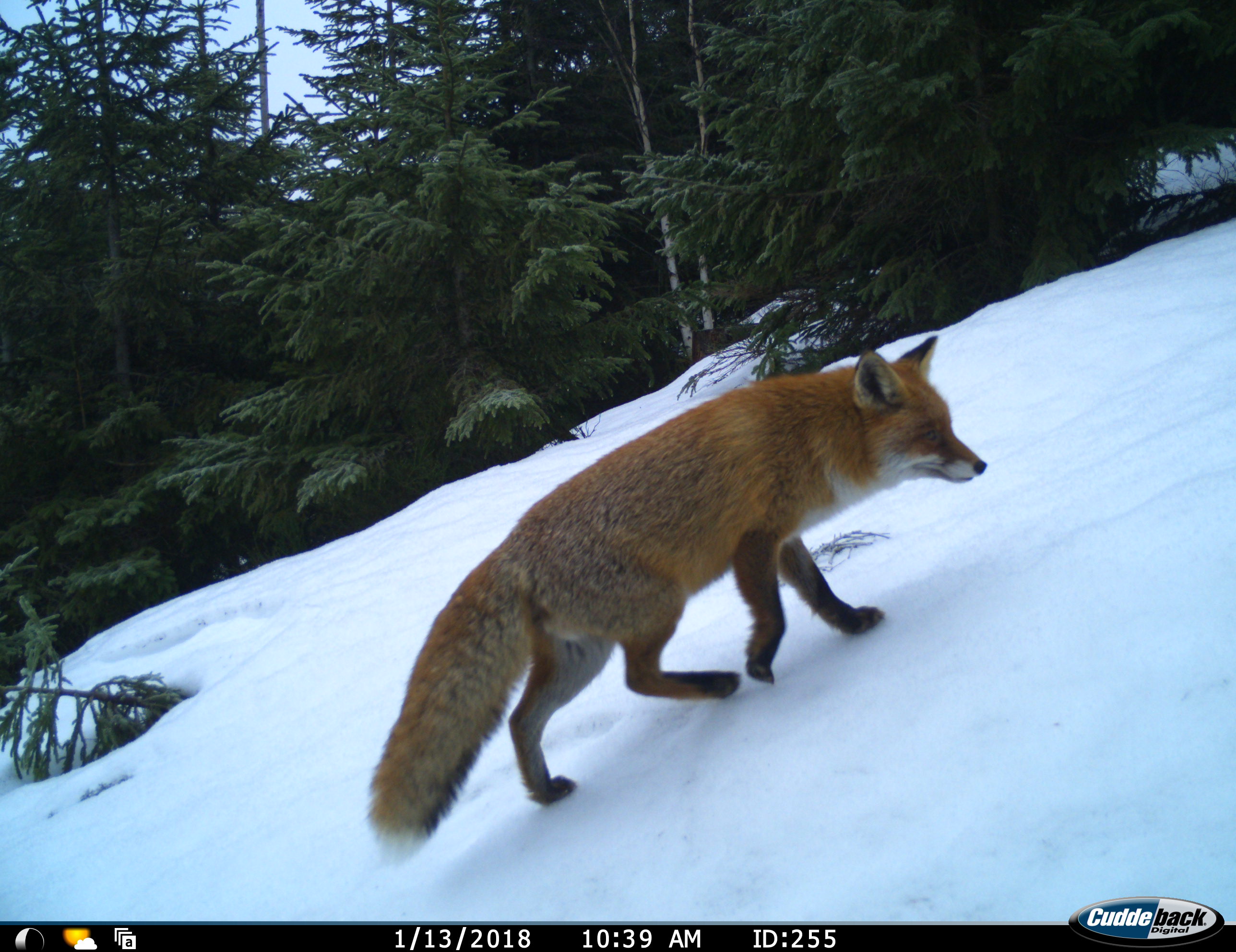 Fuchs im Schnee - Foto: © Raffael Kratzer (Nationalpark Schwarzwald)