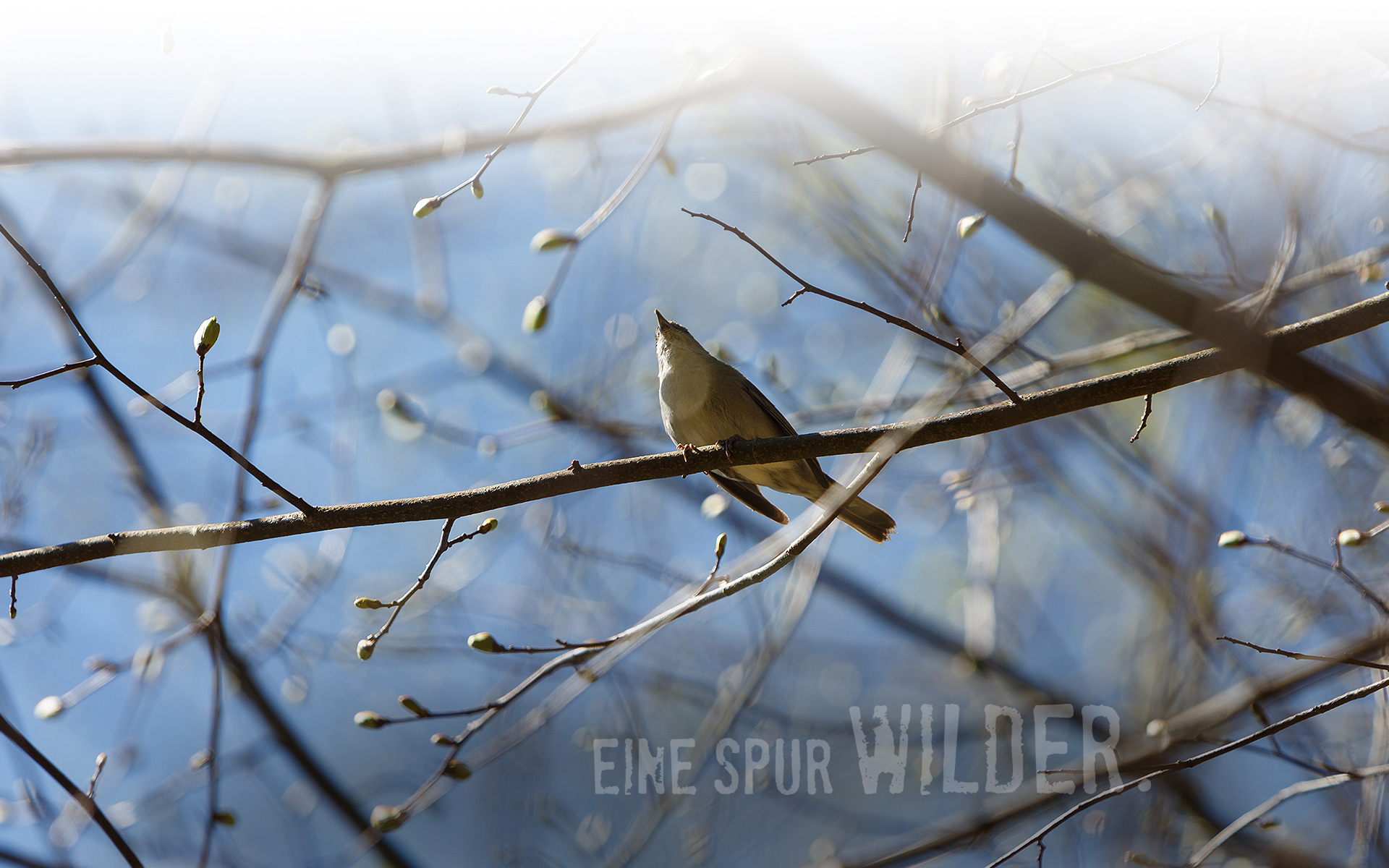 Hintergrundbild klar