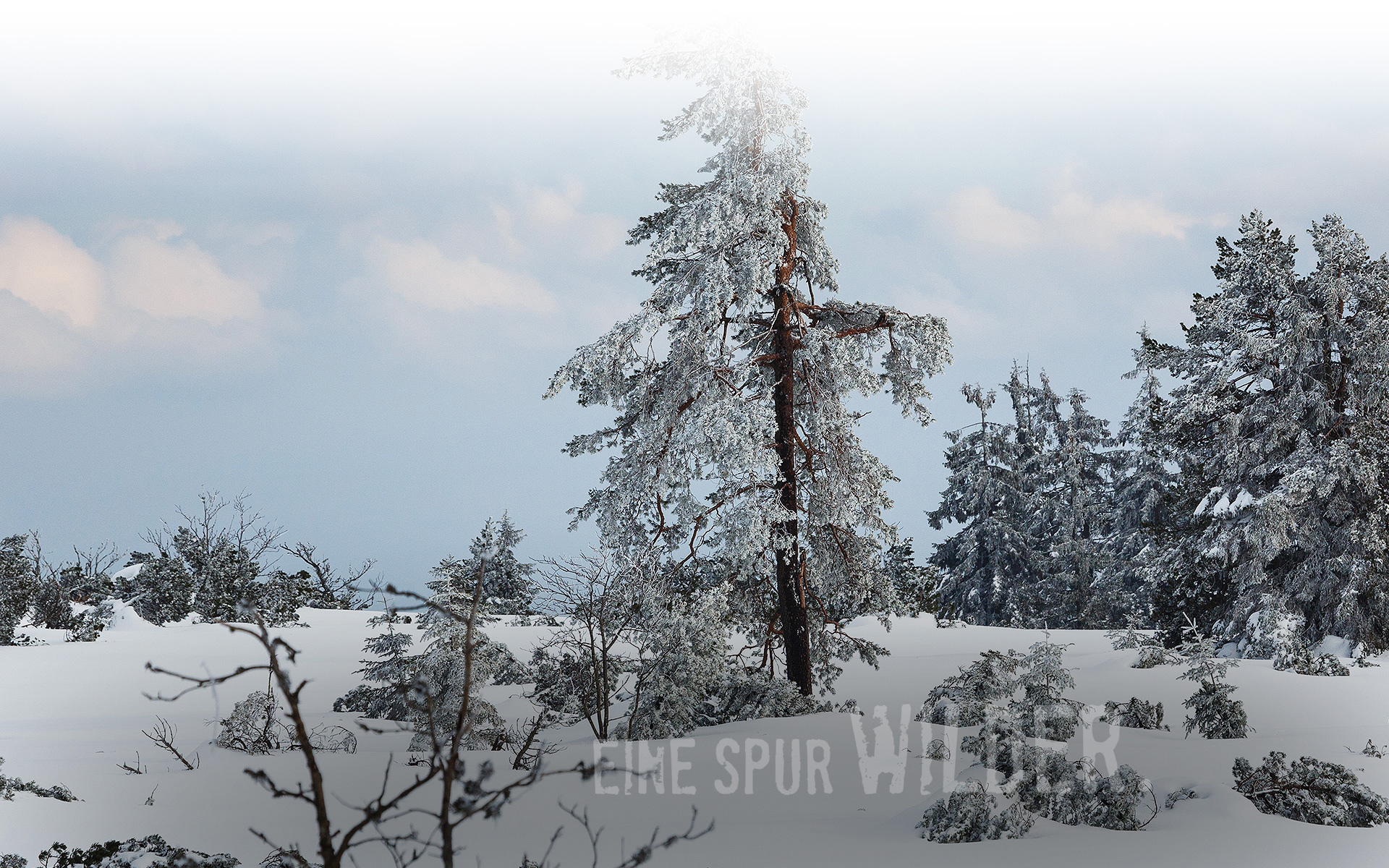 Hintergrundbild Schnee